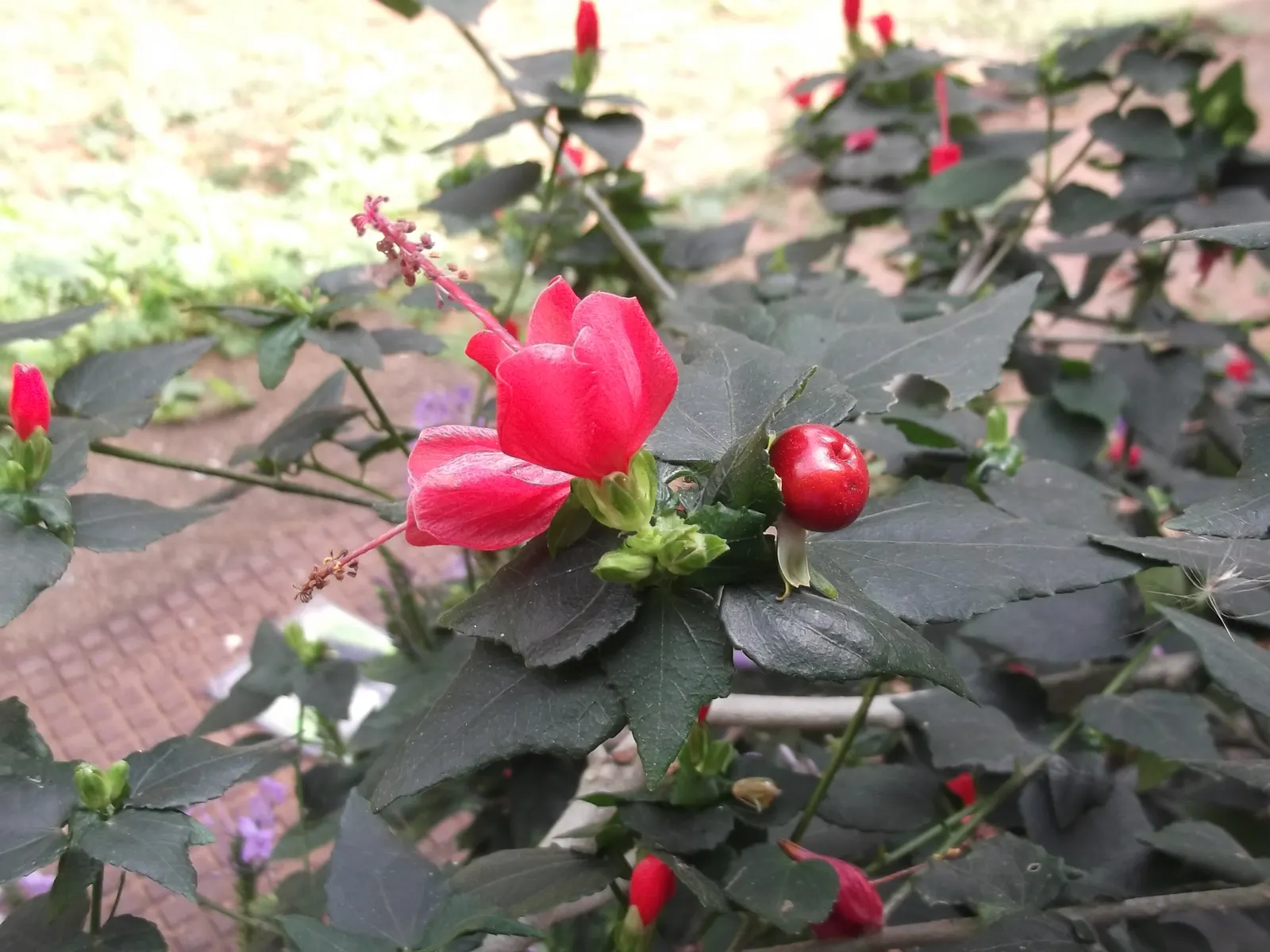 Giant Turk's Cap, Wax Mallow (Malvaviscus Arboreus) — Drought tolerance and low maintenance make it a hardy accent in warm climate landscapes