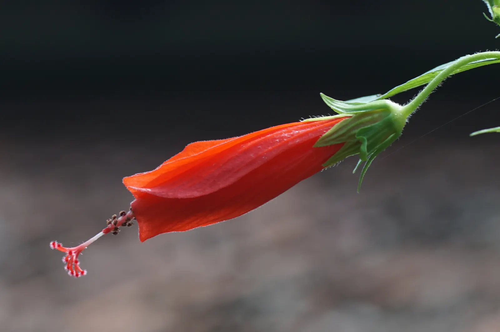 Giant Turk's Cap, Wax Mallow (Malvaviscus Arboreus) — known by its botanical name Malvaviscus arboreus
