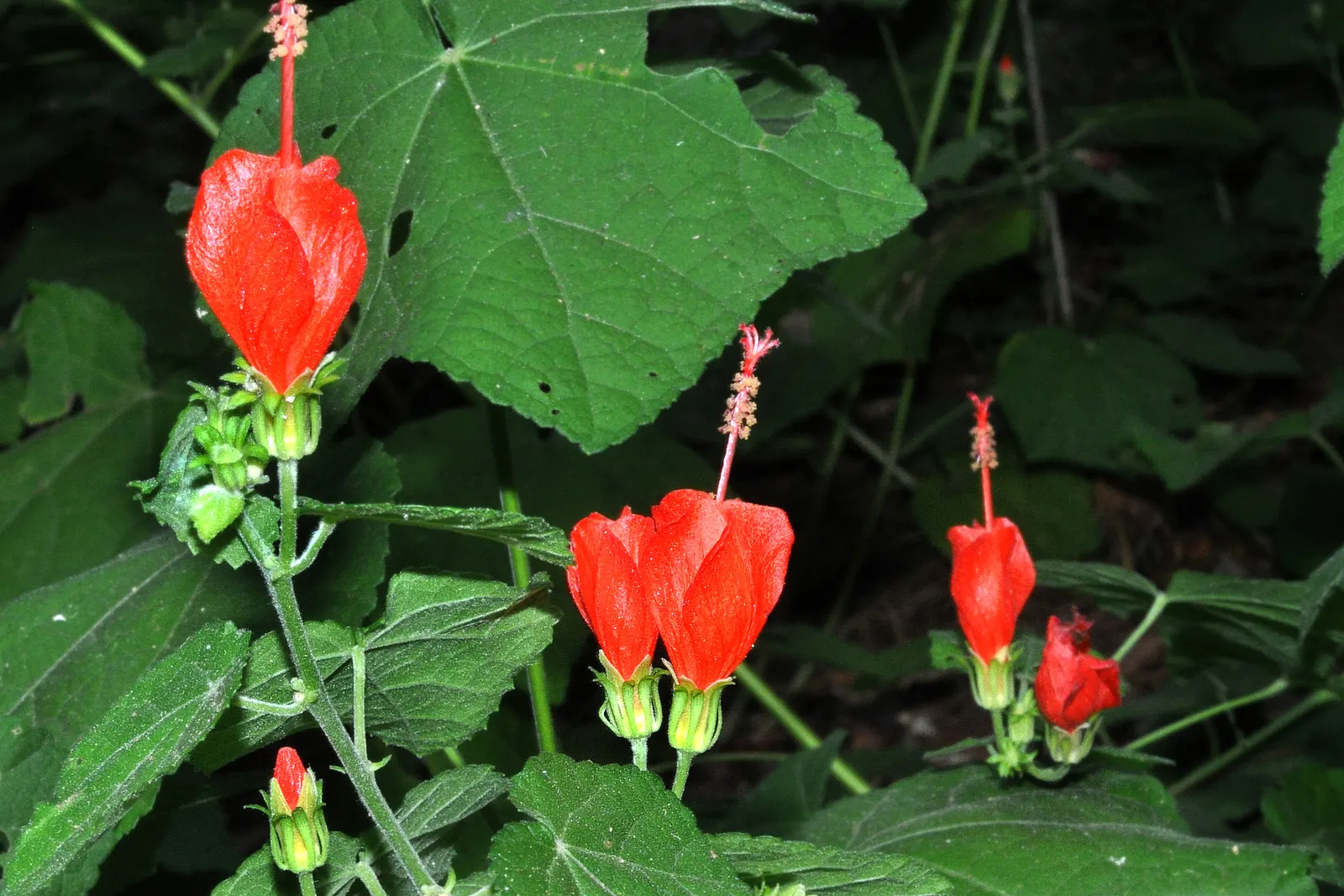 Giant Turk's Cap, Wax Mallow (Malvaviscus Arboreus) — This deciduous perennial is well-regarded for its twisted; is a vibrant and attractive, image 75