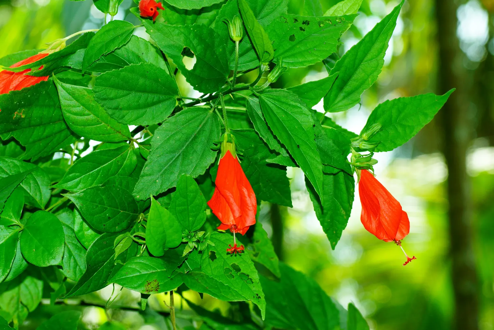 Giant Turk's Cap, Wax Mallow (Malvaviscus Arboreus) — In colder regions, the plant can die back to the ground in winter but will typically, image 60