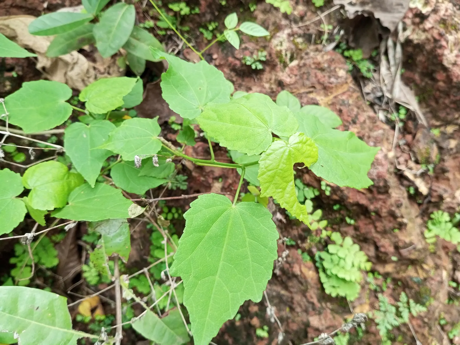 Giant Turk's Cap, Wax Mallow (Malvaviscus Arboreus) — it can also tolerate partial shade; reaching heights of 8-10 feet