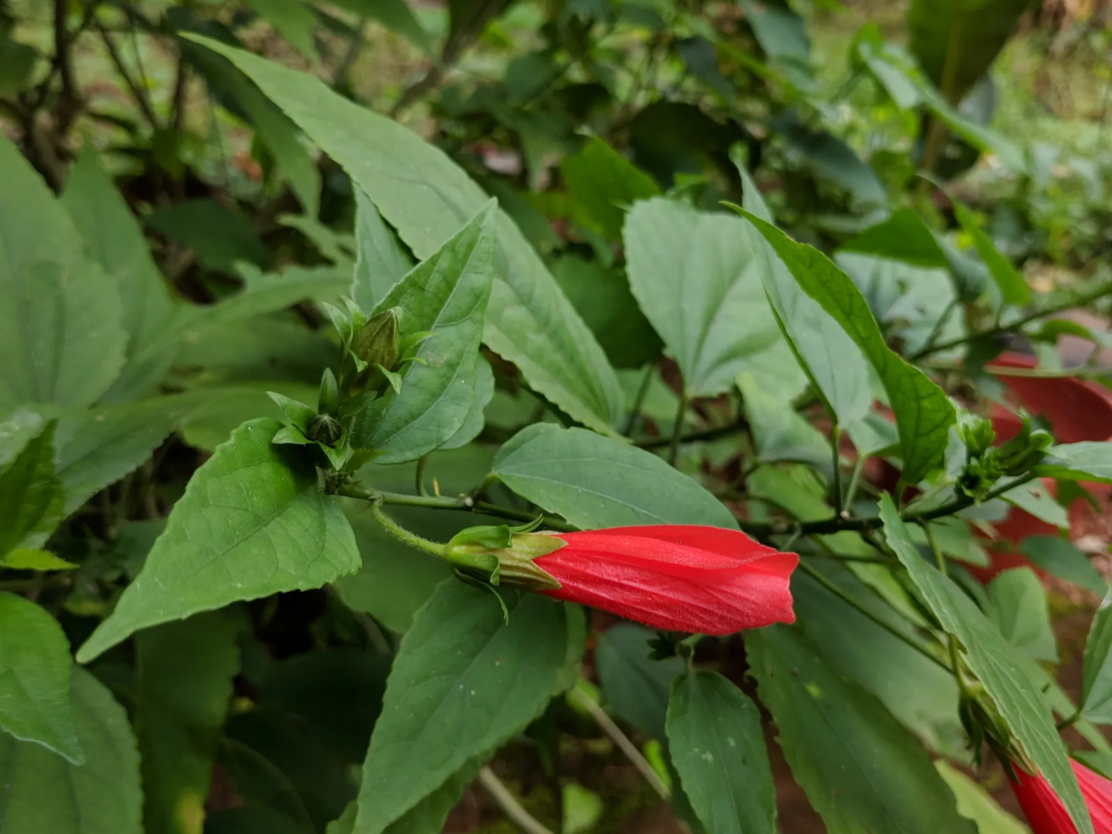 Giant Turk's Cap, Wax Mallow (Malvaviscus Arboreus) — known by its botanical name Malvaviscus arboreus; in colder regions, the plant can die back to the ground