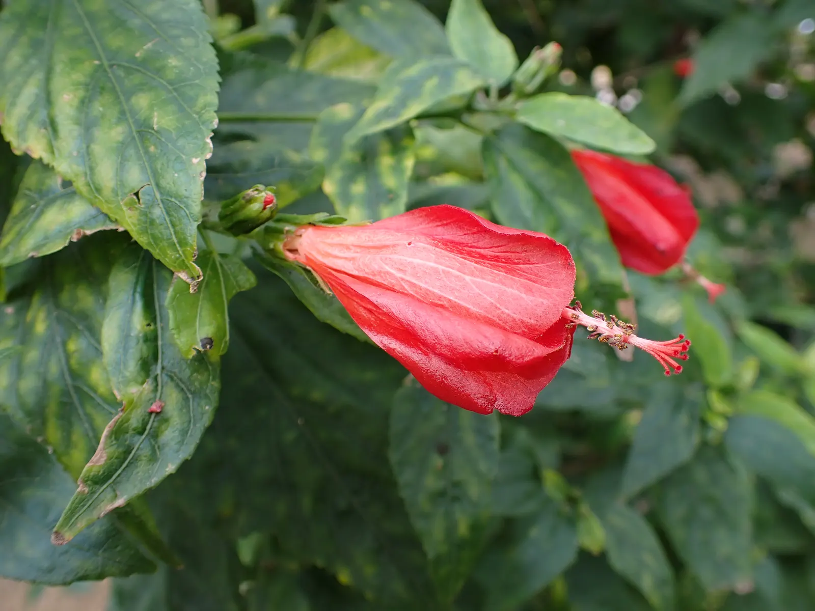 Giant Turk's Cap, Wax Mallow (Malvaviscus Arboreus) — and though it thrives in full sun