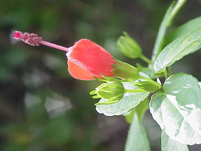 Giant Turk's Cap, Wax Mallow (Malvaviscus Arboreus) — The heart-shaped leaves add a lush backdrop; providing a prolonged display of color to any garden