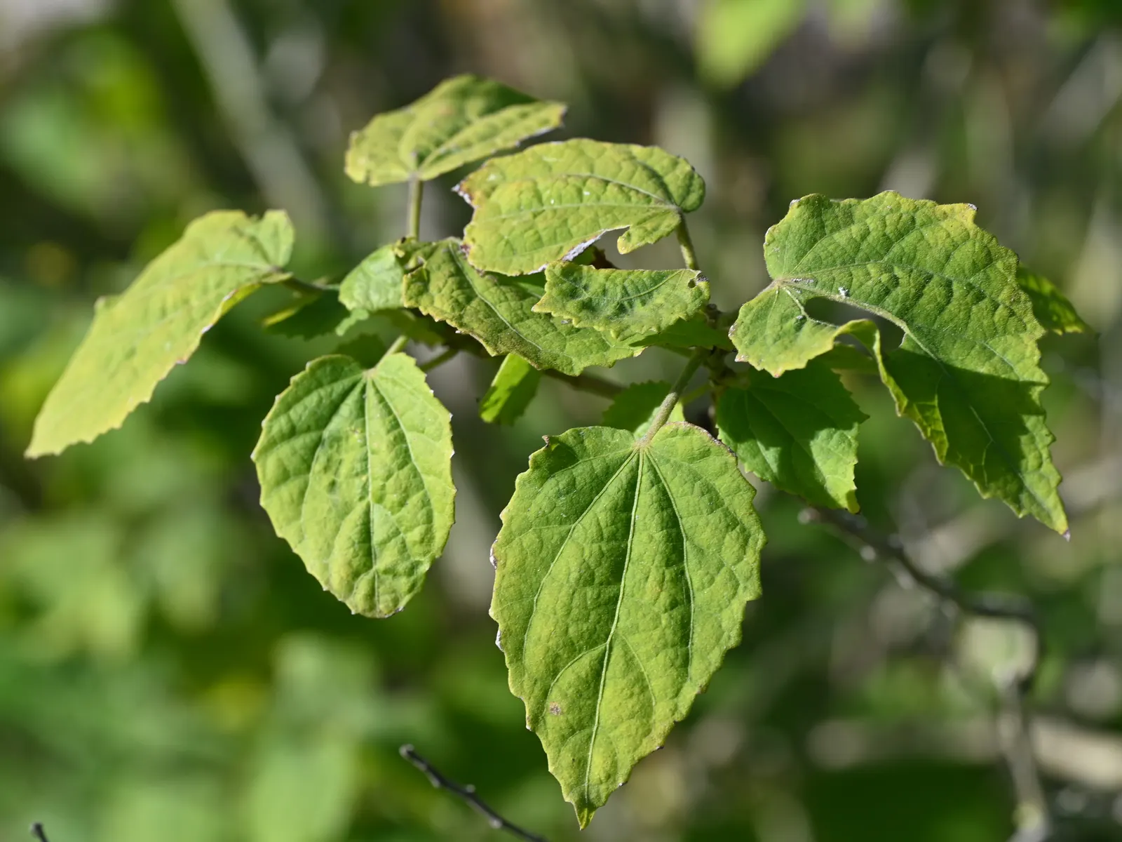 Giant Turk's Cap, Wax Mallow (Malvaviscus Arboreus) — with a spread of 3-4 feet; the heart-shaped leaves add a lush backdrop, image 70