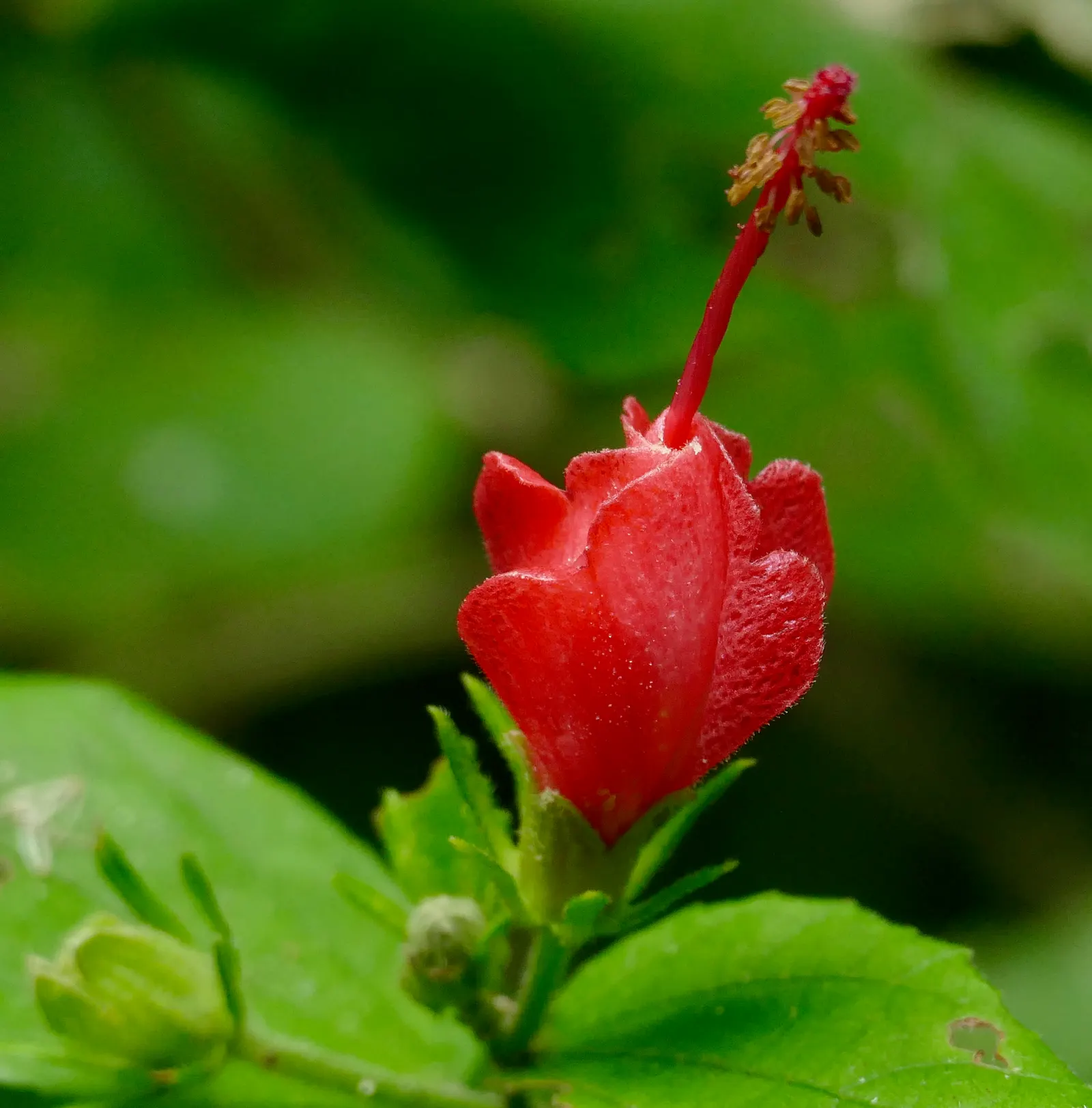 Giant Turk's Cap, Wax Mallow (Malvaviscus Arboreus) — and though it thrives in full sun; red flowers in the garden