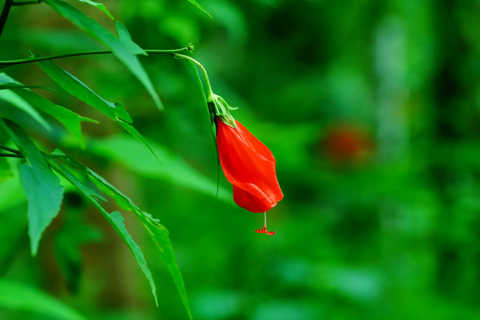 Giant Turk's Cap, Wax Mallow (Malvaviscus Arboreus) — turban-like red flowers which blossom throughout the summer and into the fall