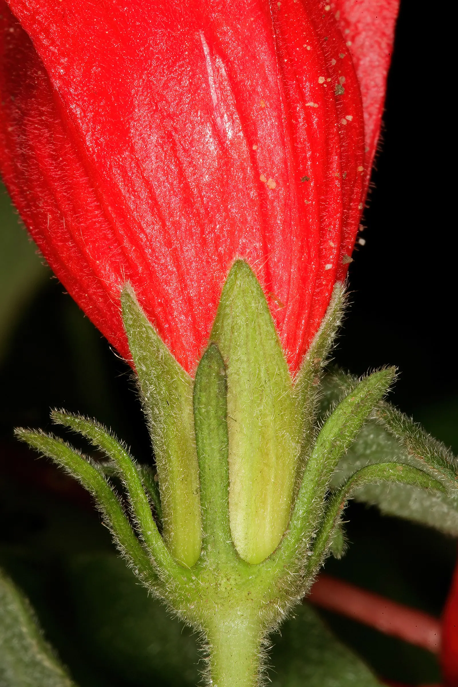 Giant Turk's Cap, Wax Mallow (Malvaviscus Arboreus) — frequently from May to November; it can also tolerate partial shade, image 77