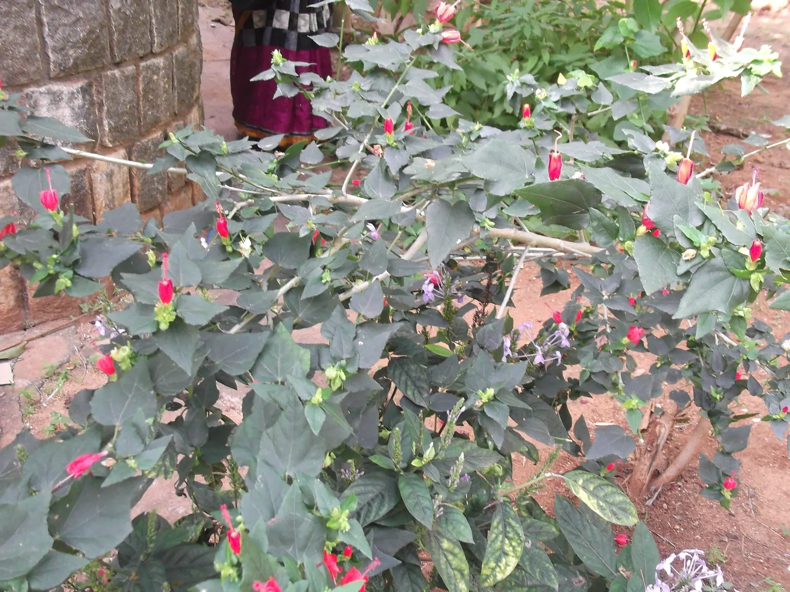 Giant Turk's Cap, Wax Mallow (Malvaviscus Arboreus) — bright red flowers resembling closed hibiscus blooms