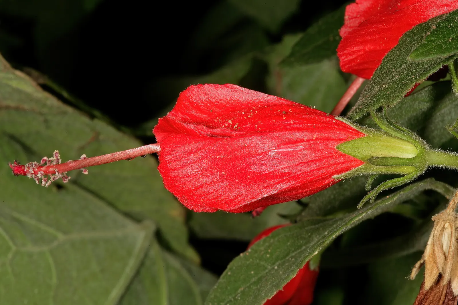 Giant Turk's Cap, Wax Mallow (Malvaviscus Arboreus) — the Wax Mallow requires a well-drained soil; and though it thrives in full sun