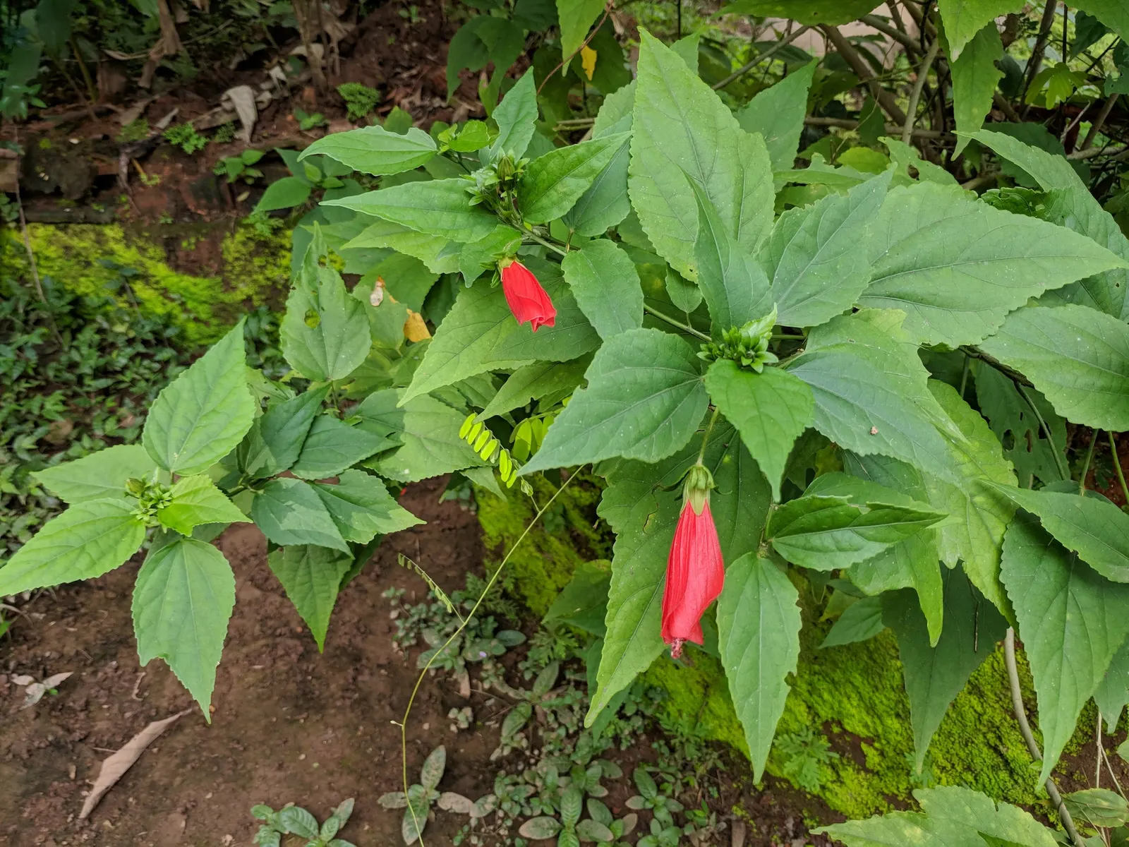 Giant Turk's Cap, Wax Mallow (Malvaviscus Arboreus) — about 2 to 3 inches in length