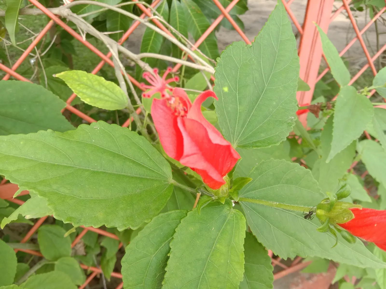 Giant Turk's Cap, Wax Mallow (Malvaviscus Arboreus) — hold a special appeal to hummingbirds and butterflies