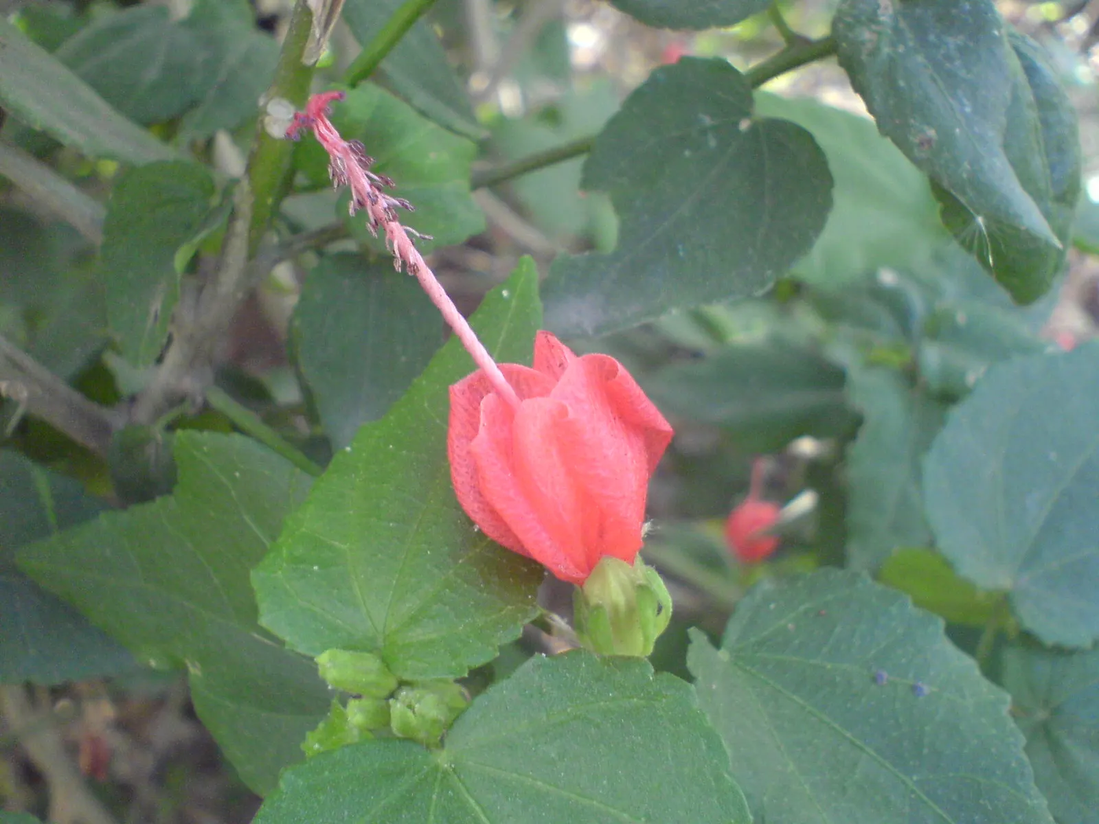 Giant Turk's Cap, Wax Mallow (Malvaviscus Arboreus) — multi-stemmed bush that can be effectively used as a flowering privacy screen or a lush background for