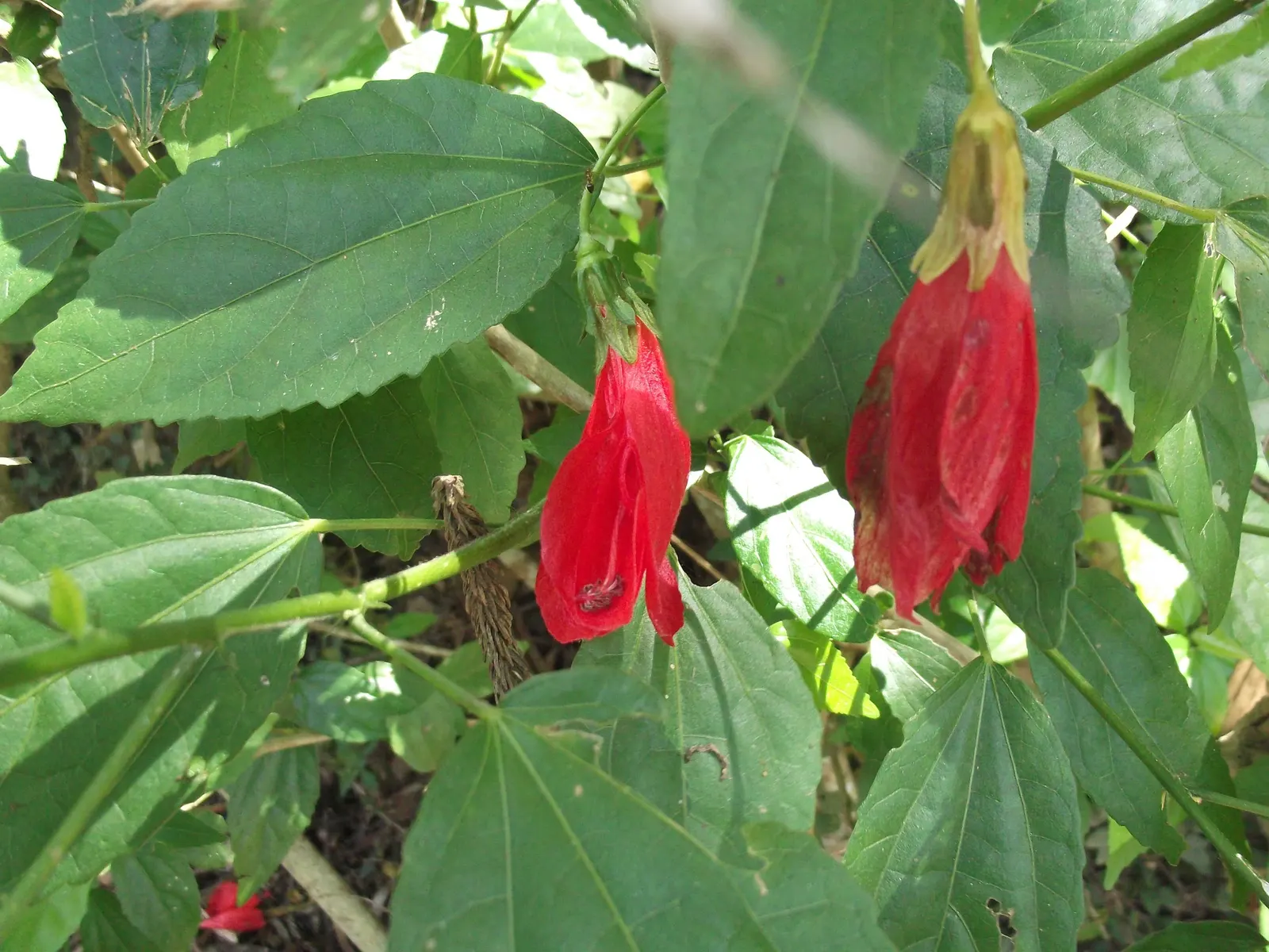 Giant Turk's Cap, Wax Mallow (Malvaviscus Arboreus) — or Wax Mallow (Malvaviscus arboreus); this robust evergreen shrub flourishes in full sun to, image 65