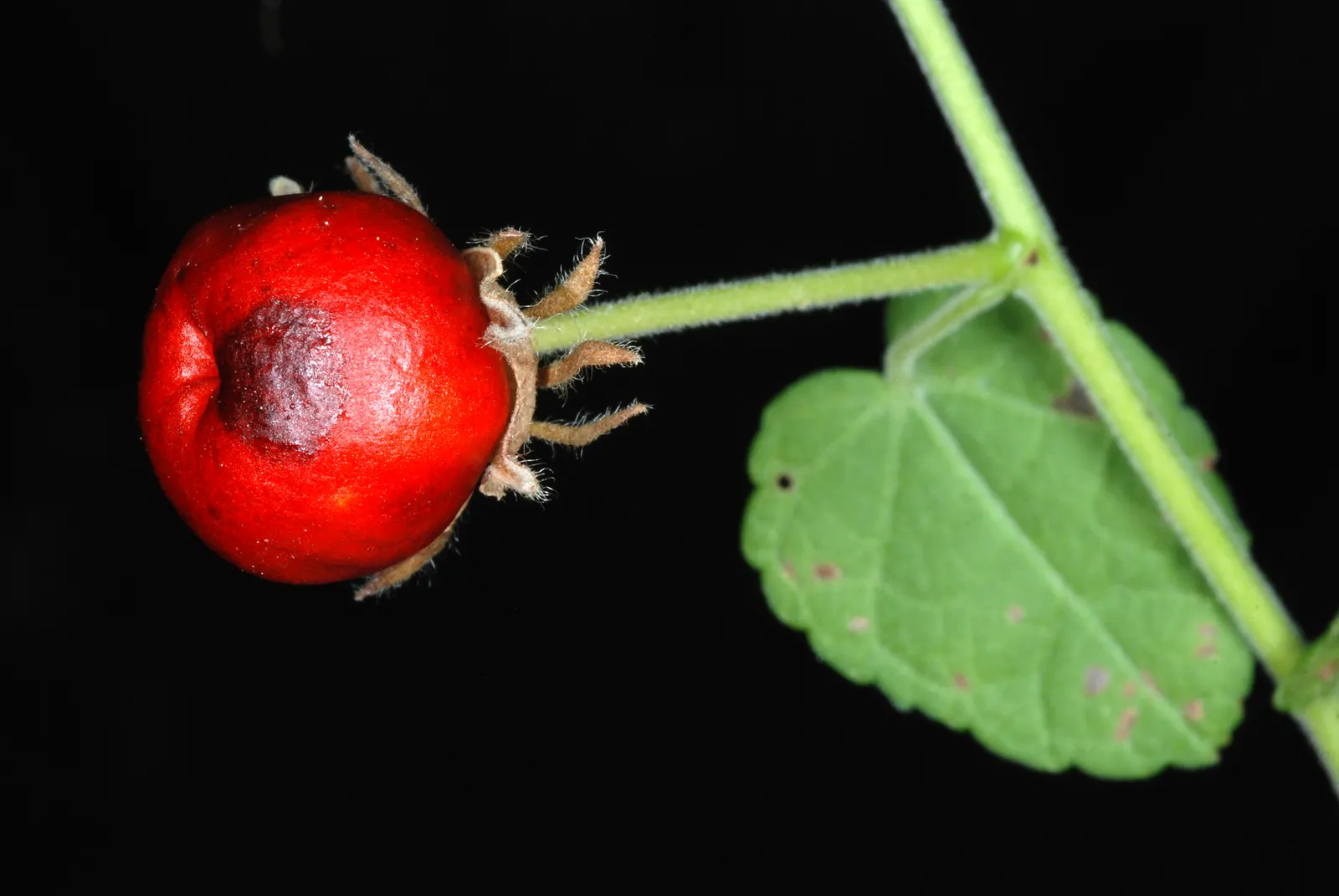Giant Turk's Cap, Wax Mallow (Malvaviscus Arboreus) — or Wax Mallow (Malvaviscus arboreus); this robust evergreen shrub flourishes in full sun to partial shade