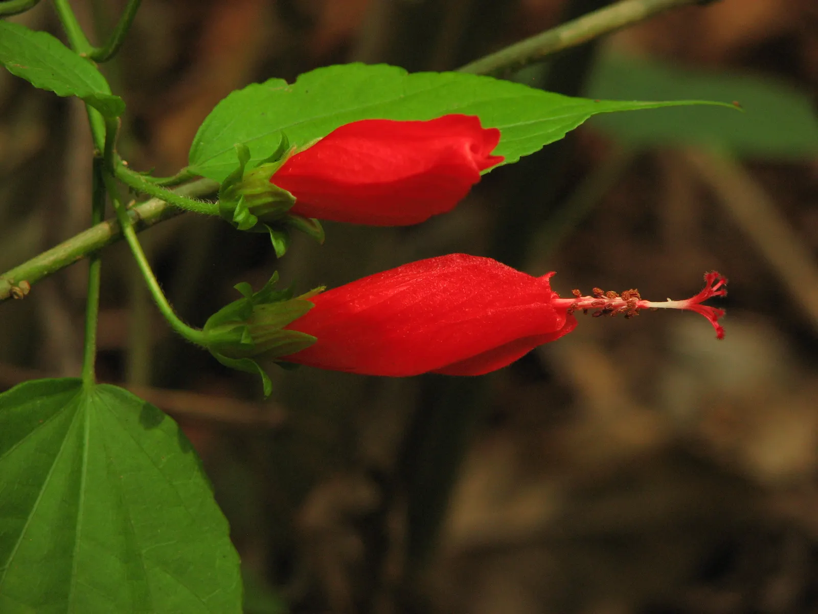 Giant Turk's Cap, Wax Mallow (Malvaviscus Arboreus) — a versatility that is beneficial in varied landscape designs