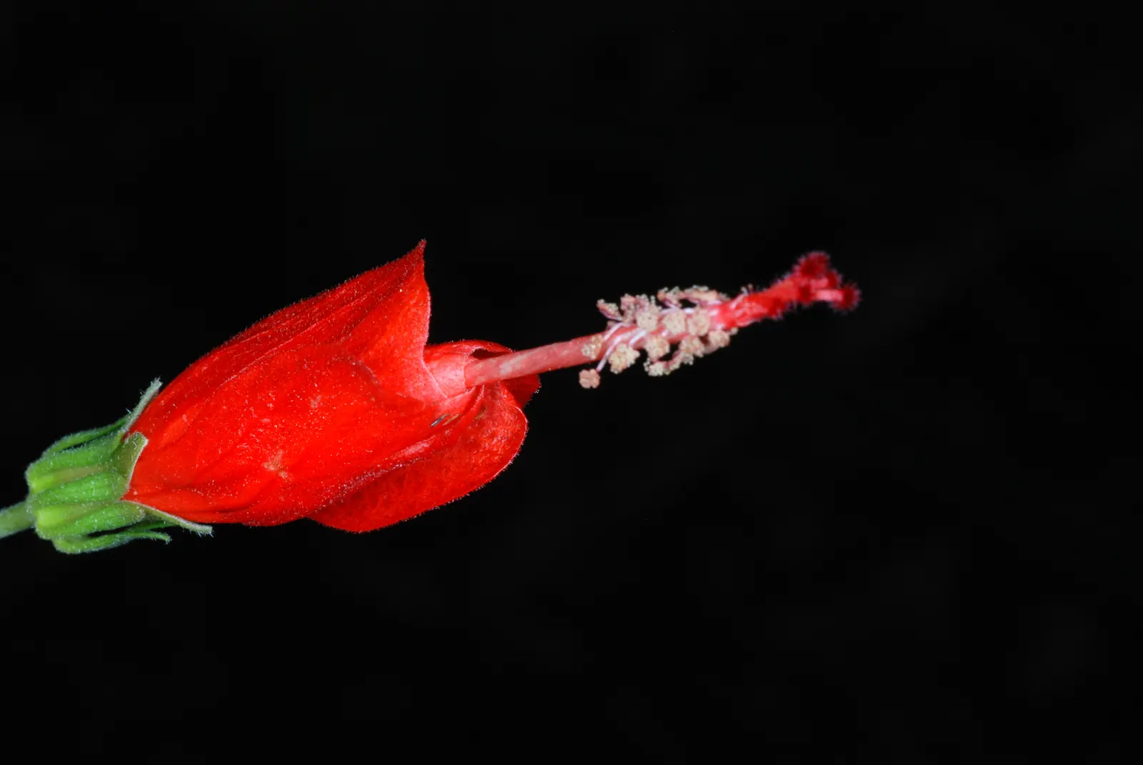 Giant Turk's Cap, Wax Mallow (Malvaviscus Arboreus) — it can also tolerate partial shade