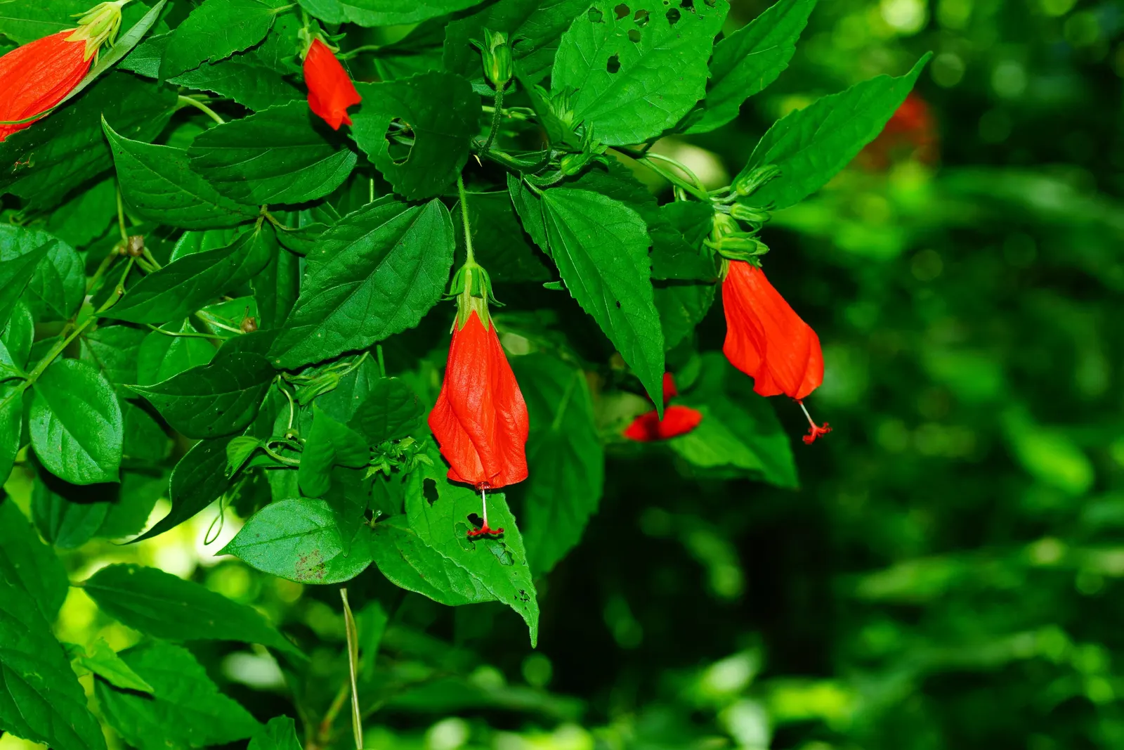 Giant Turk's Cap, Wax Mallow (Malvaviscus Arboreus) — providing a prolonged display of color to any garden