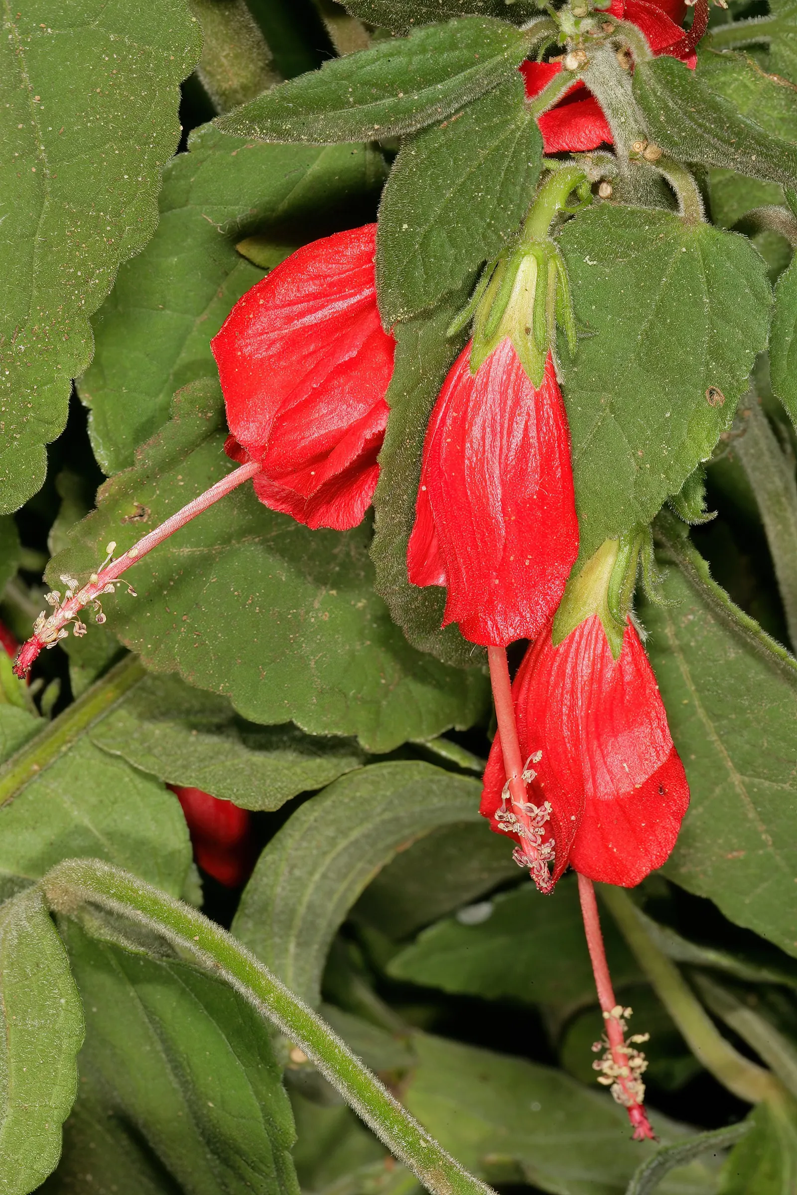 Giant Turk's Cap, Wax Mallow (Malvaviscus Arboreus) — multi-stemmed bush that can be effectively used as a flowering privacy screen or a lush, image 50