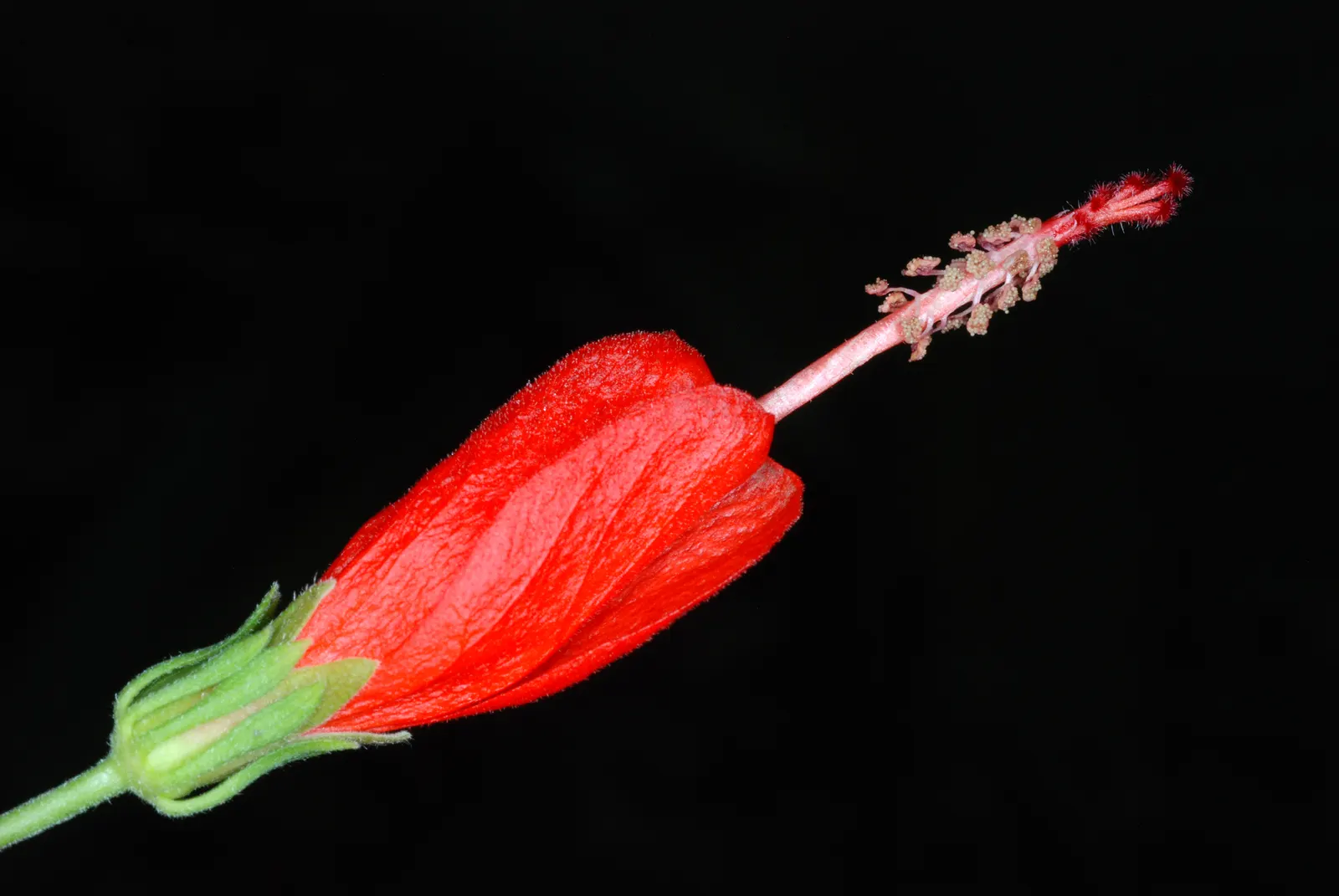 Giant Turk's Cap, Wax Mallow (Malvaviscus Arboreus) — known by its botanical name Malvaviscus arboreus; in colder regions, the plant can die back, image 73