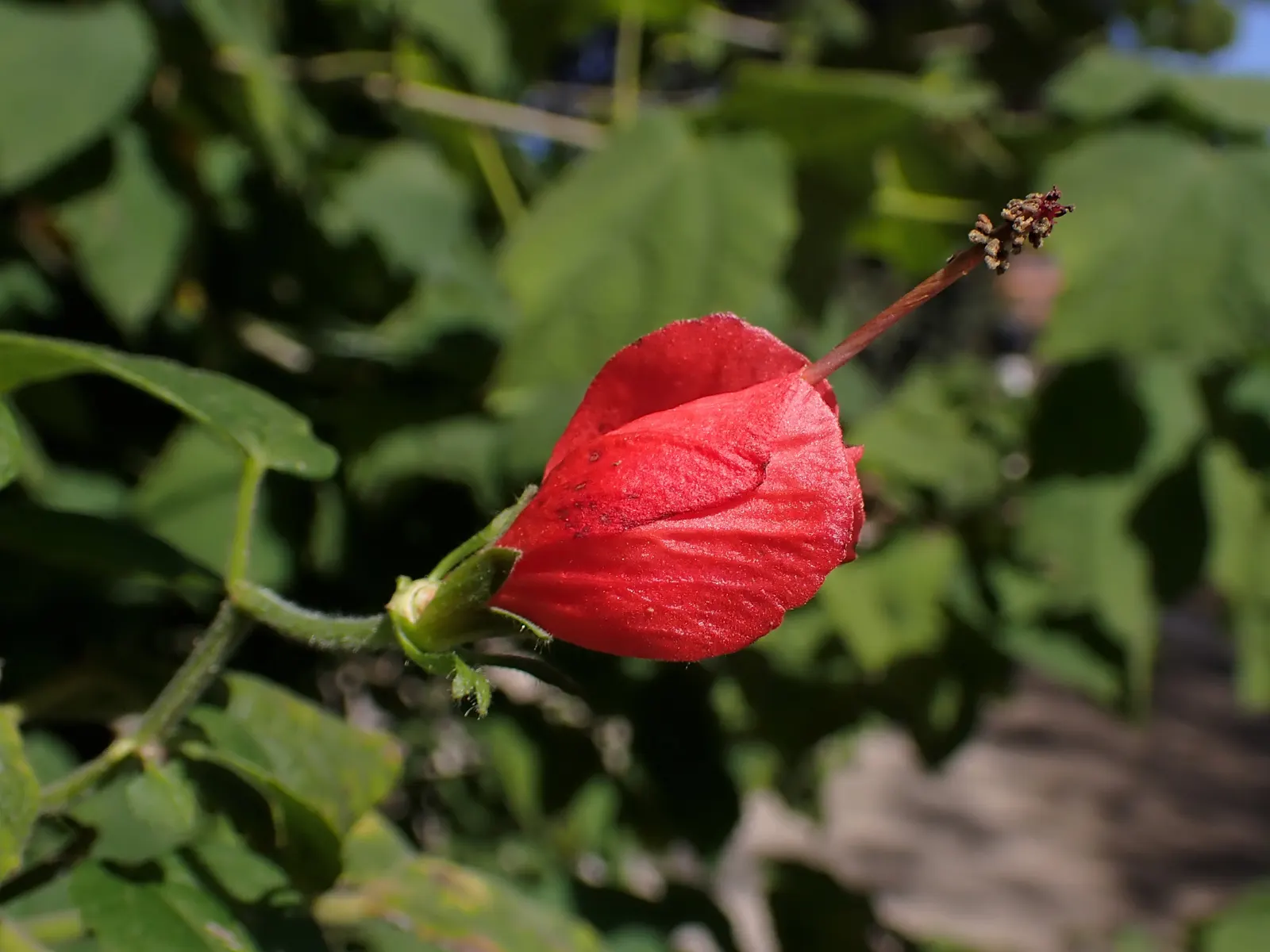 Giant Turk's Cap, Wax Mallow (Malvaviscus Arboreus) — hold a special appeal to hummingbirds and butterflies; frequently from May to November