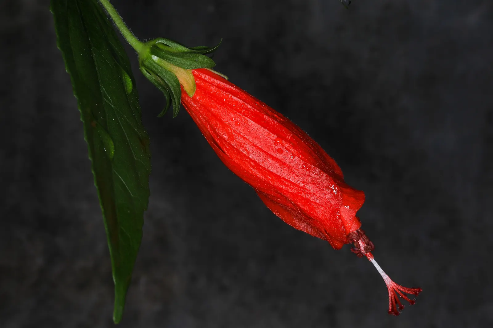 Giant Turk's Cap, Wax Mallow (Malvaviscus Arboreus) — is a vibrant and attractive flowering shrub native to the southeastern United States; attractive to