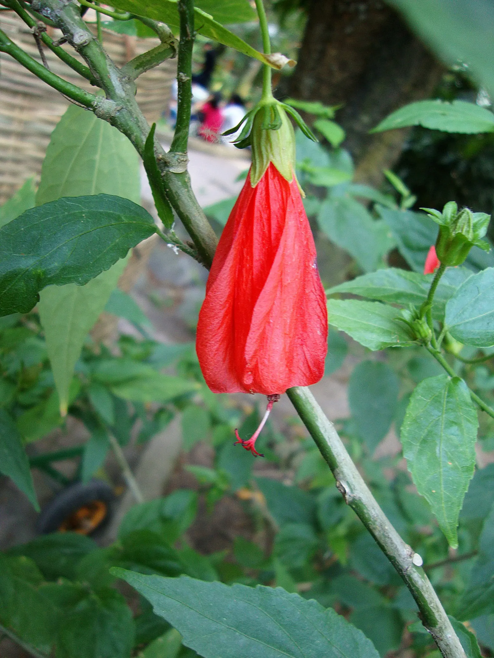 Giant Turk's Cap, Wax Mallow (Malvaviscus Arboreus) — attractive to hummingbirds and butterflies