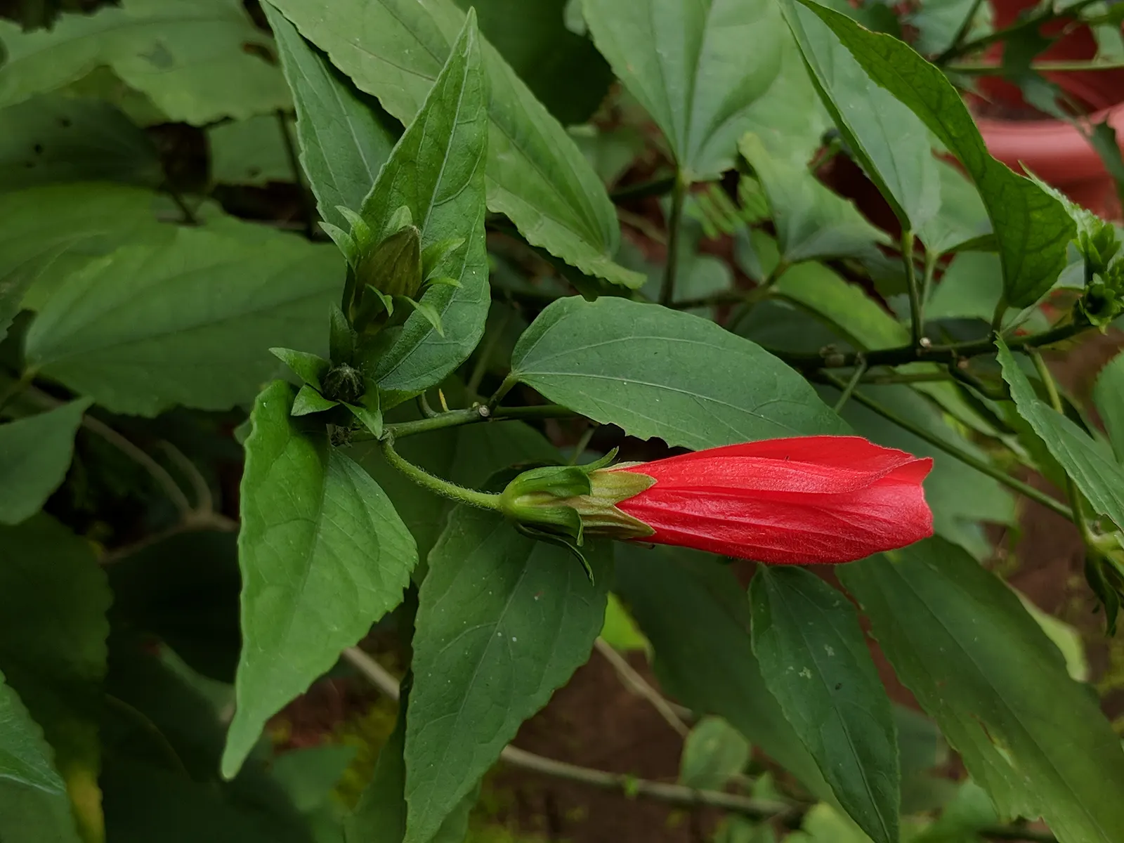 Giant Turk's Cap, Wax Mallow (Malvaviscus Arboreus) — the Giant Turk's Cap forms a dense; which grow up to 6 inches in length