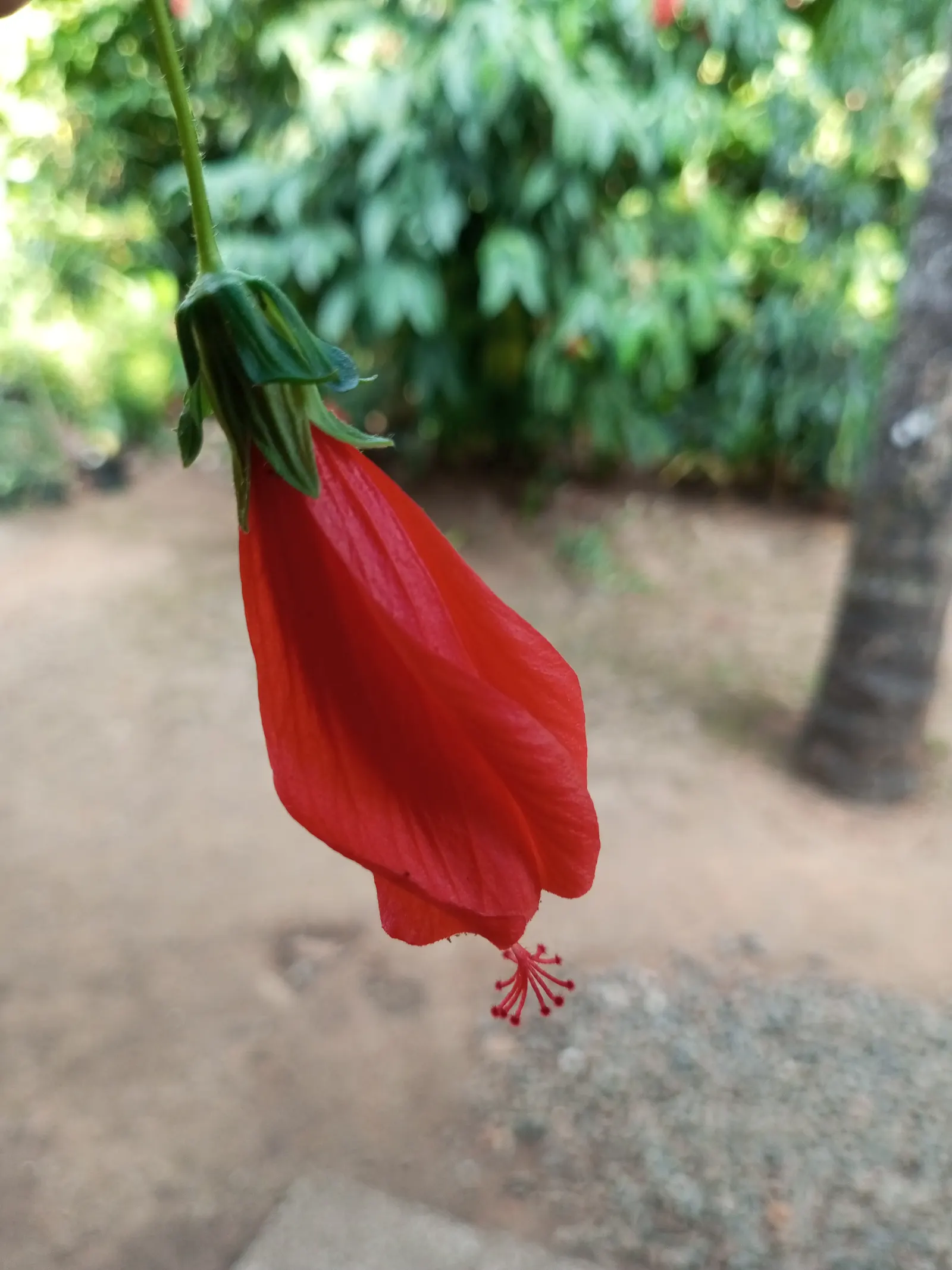 Giant Turk's Cap, Wax Mallow (Malvaviscus Arboreus) — bright red flowers resembling closed hibiscus blooms; this deciduous perennial is, image 66