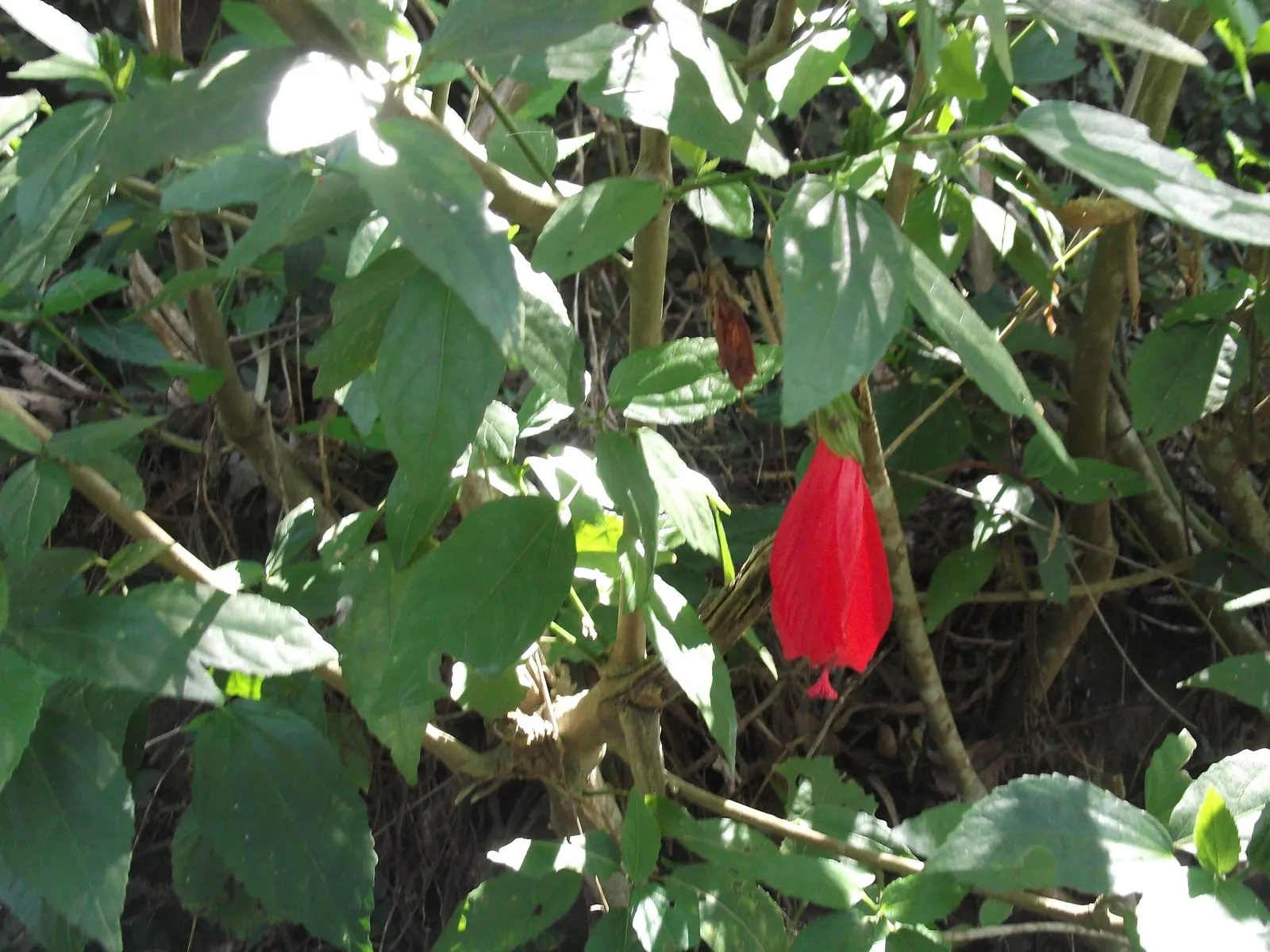 Giant Turk's Cap, Wax Mallow (Malvaviscus Arboreus) — it is relatively drought-tolerant