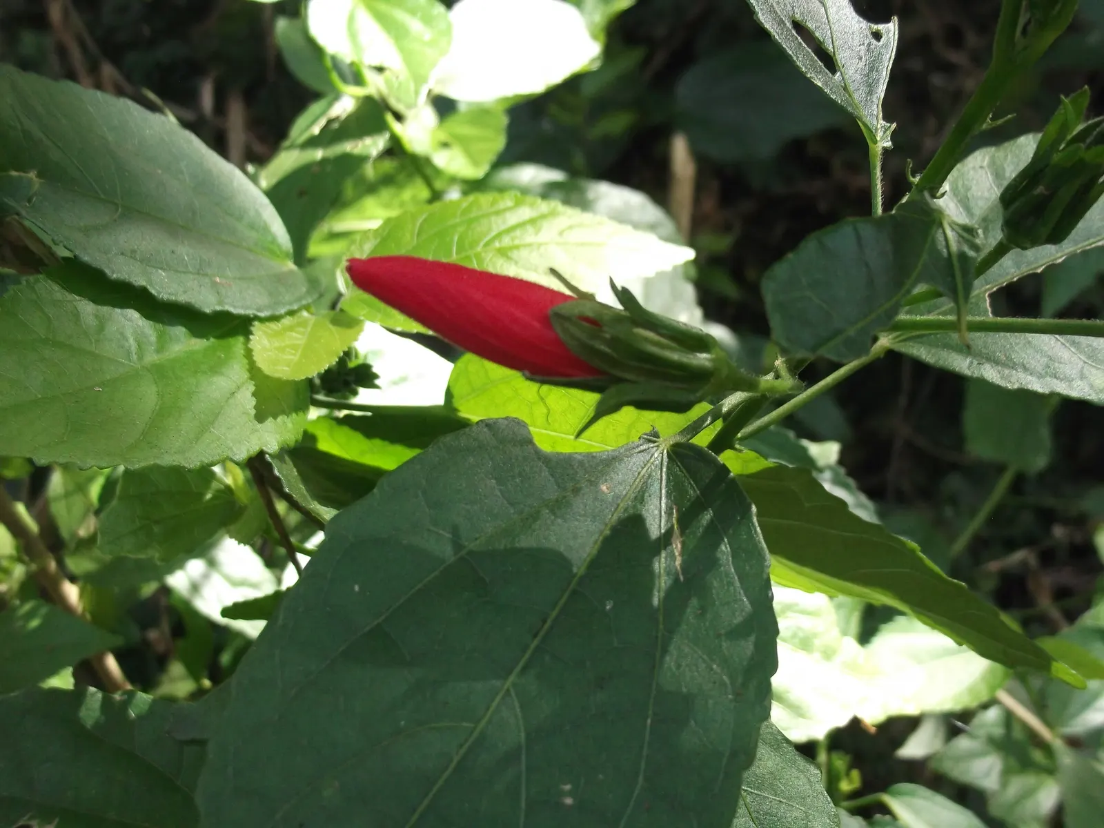 Giant Turk's Cap, Wax Mallow (Malvaviscus Arboreus) — perennial / shrub for full or half