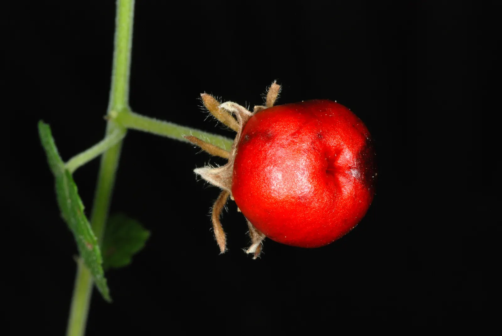 Giant Turk's Cap, Wax Mallow (Malvaviscus Arboreus) — with a spread of 3-4 feet
