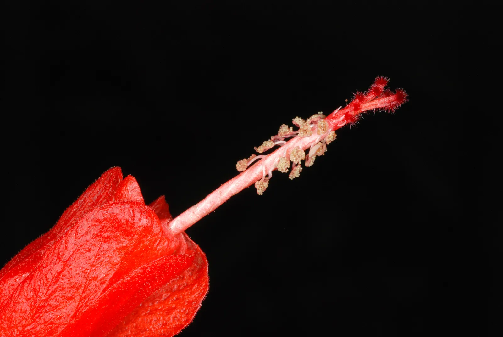Giant Turk's Cap, Wax Mallow (Malvaviscus Arboreus) — reaching heights of 8-10 feet; perennial / shrub for full or half