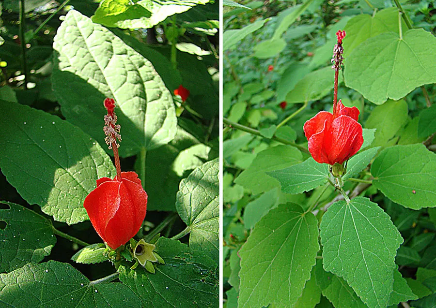 Giant Turk's Cap, Wax Mallow (Malvaviscus Arboreus) — or Wax Mallow (Malvaviscus arboreus)