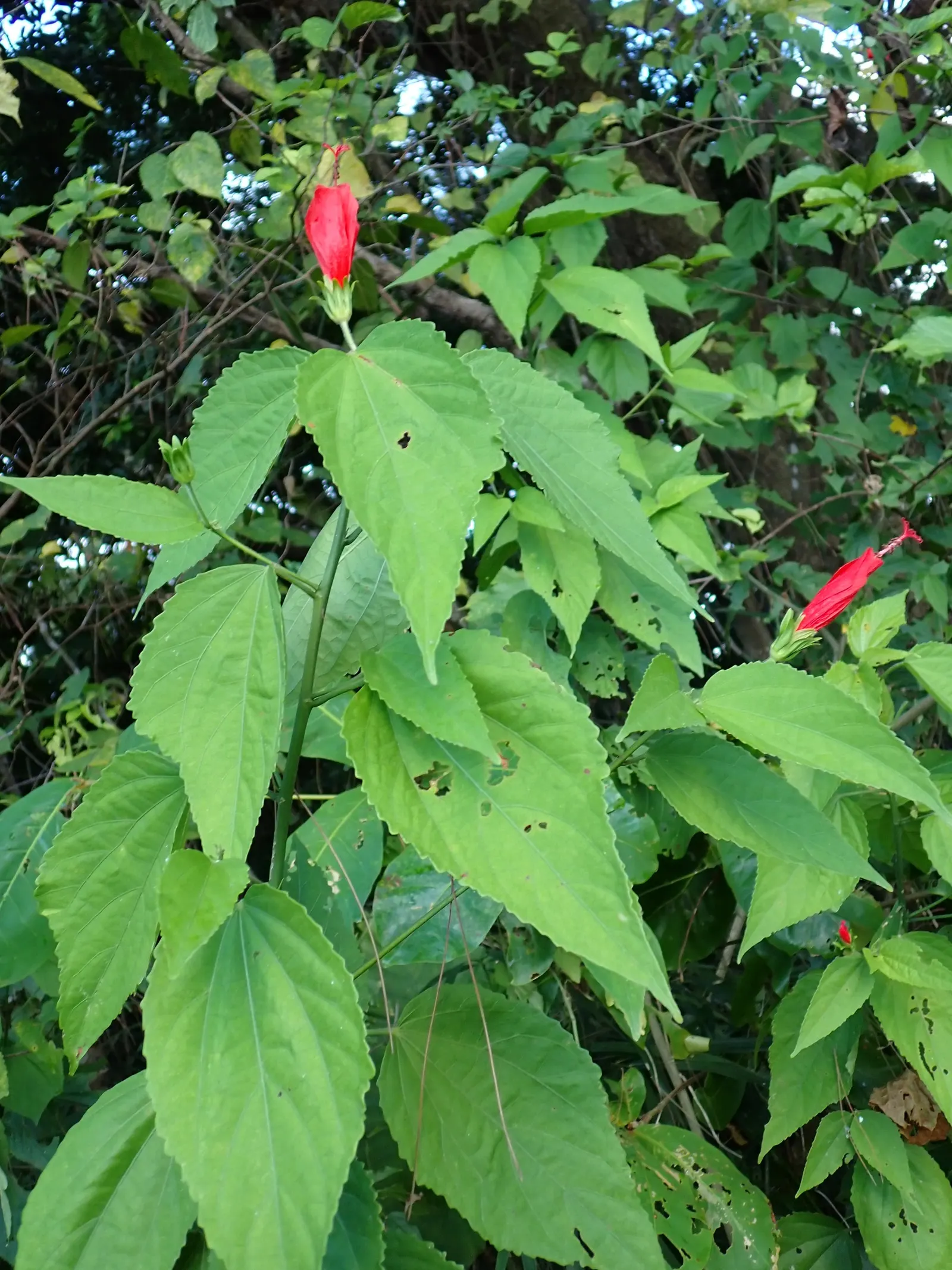 Giant Turk's Cap, Wax Mallow (Malvaviscus Arboreus) — Its broad heart-shaped leaves; bright red flowers resembling closed hibiscus blooms