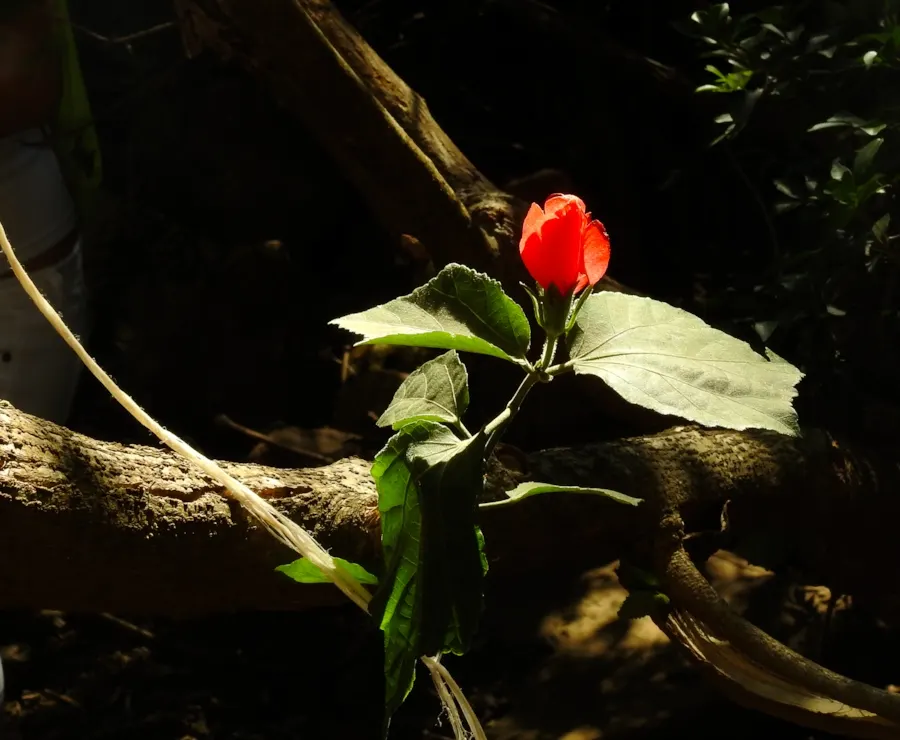 Giant Turk's Cap, Wax Mallow (Malvaviscus Arboreus) — reaching heights of 8-10 feet; perennial / shrub for full or half, image 69