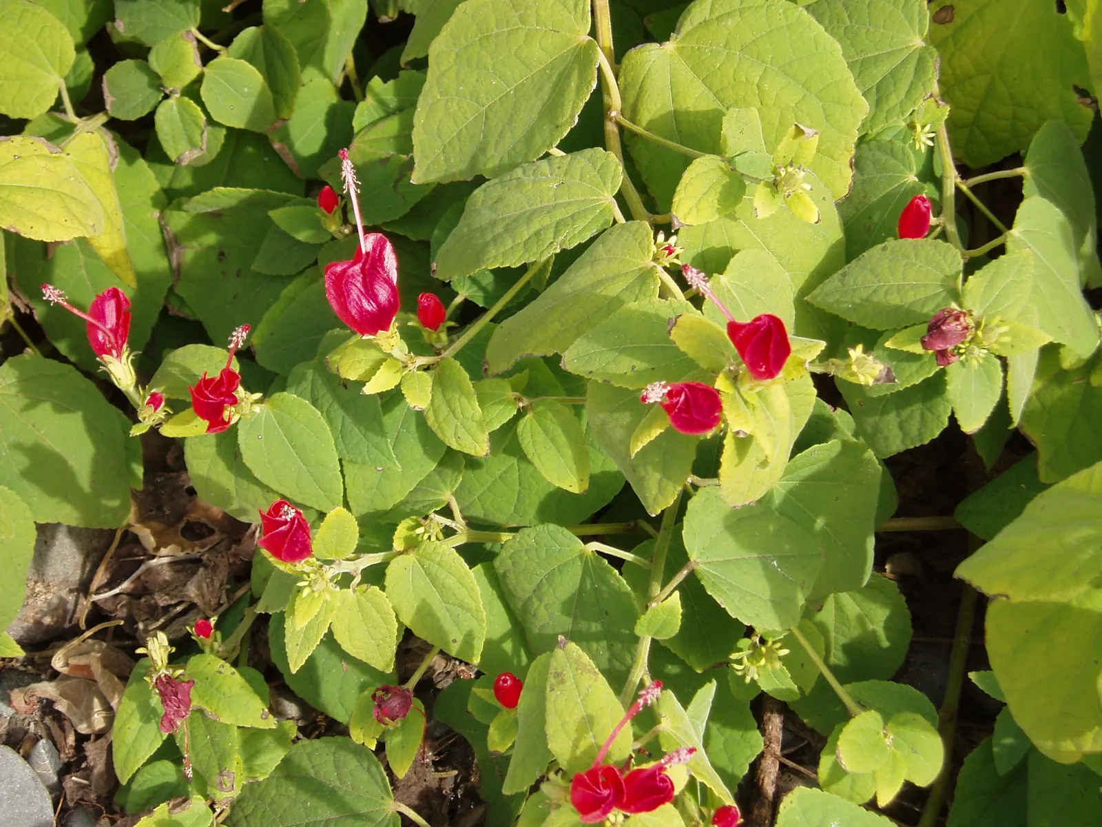 Giant Turk's Cap, Wax Mallow (Malvaviscus Arboreus) — it is relatively drought-tolerant; its broad heart-shaped leaves