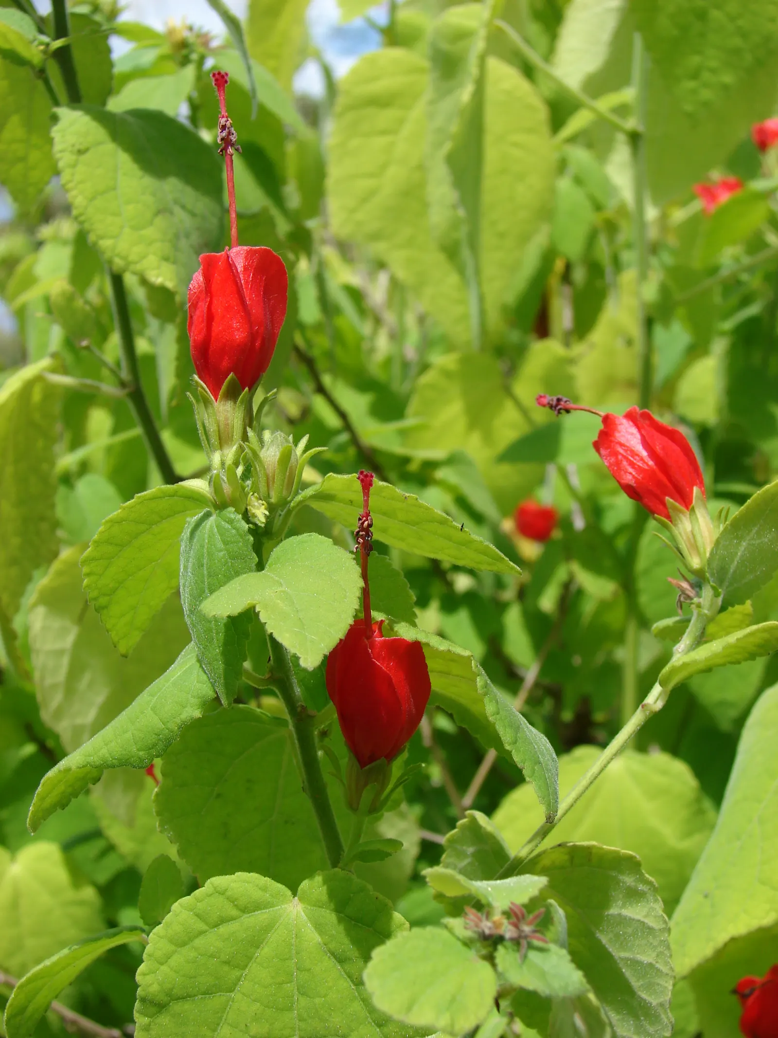Giant Turk's Cap, Wax Mallow (Malvaviscus Arboreus) — the Wax Mallow requires a well-drained soil