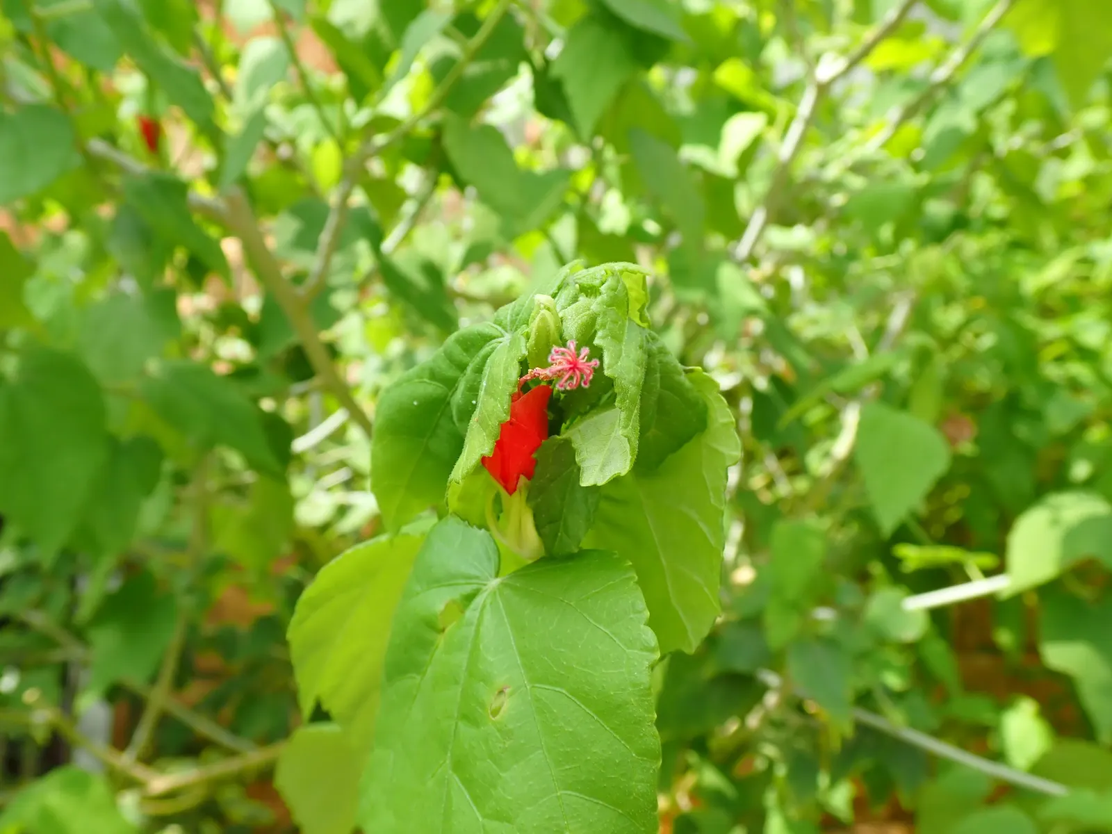 Giant Turk's Cap, Wax Mallow (Malvaviscus Arboreus) — perennial / shrub with red blooms