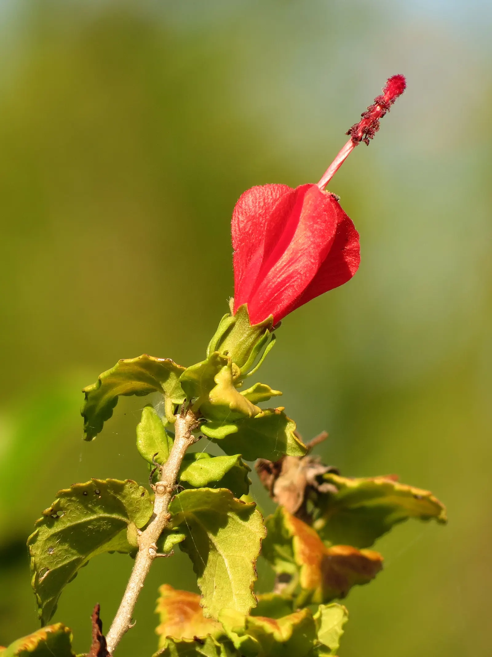 Giant Turk's Cap, Wax Mallow (Malvaviscus Arboreus) — offer an additional texture to its dense form.<br><br>For optimal growth