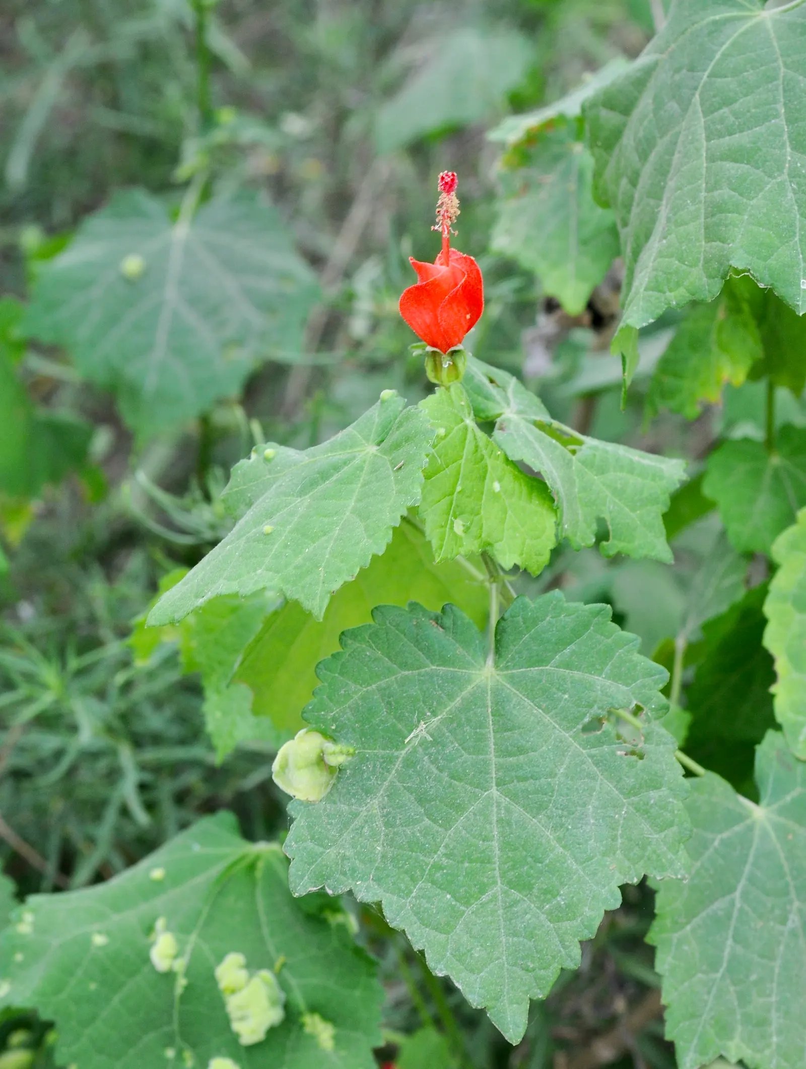 Giant Turk's Cap, Wax Mallow (Malvaviscus Arboreus) — Its broad heart-shaped leaves