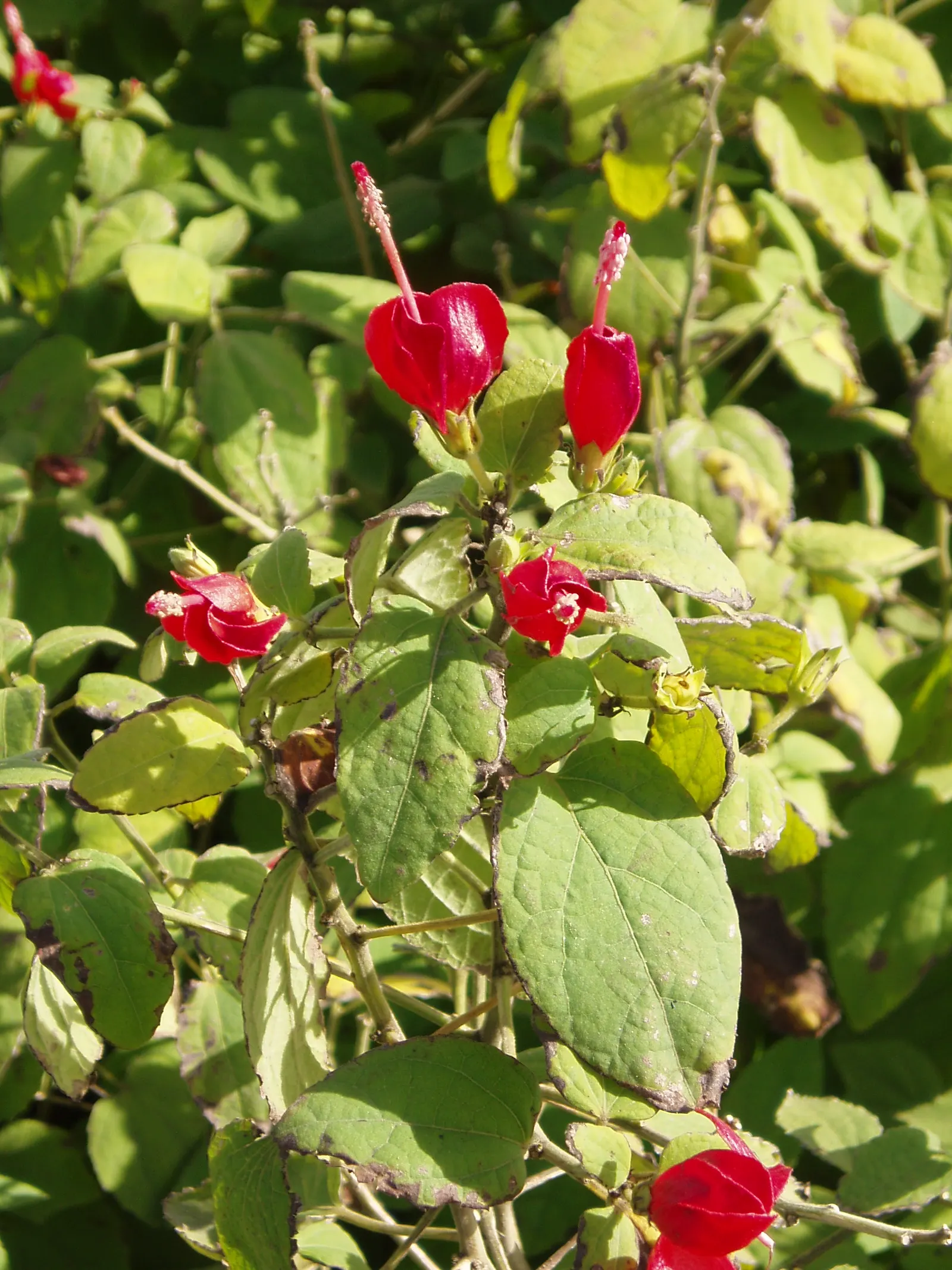 Giant Turk's Cap, Wax Mallow (Malvaviscus Arboreus) — Drought tolerance and low maintenance make it a hardy accent in warm climate landscapes; offer an