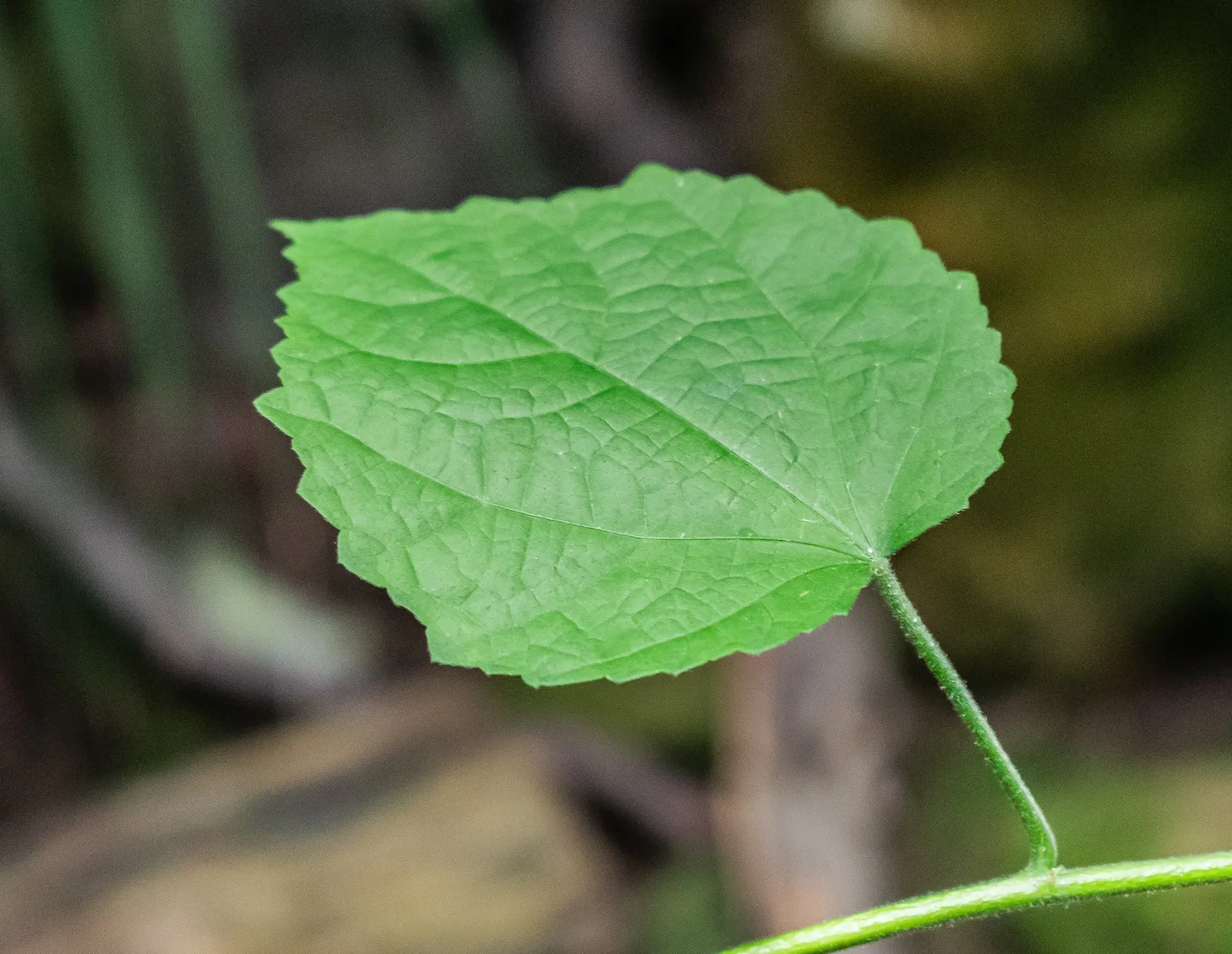 Giant Turk's Cap, Wax Mallow (Malvaviscus Arboreus) — a versatility that is beneficial in varied landscape designs; turban-like red flowers which blossom