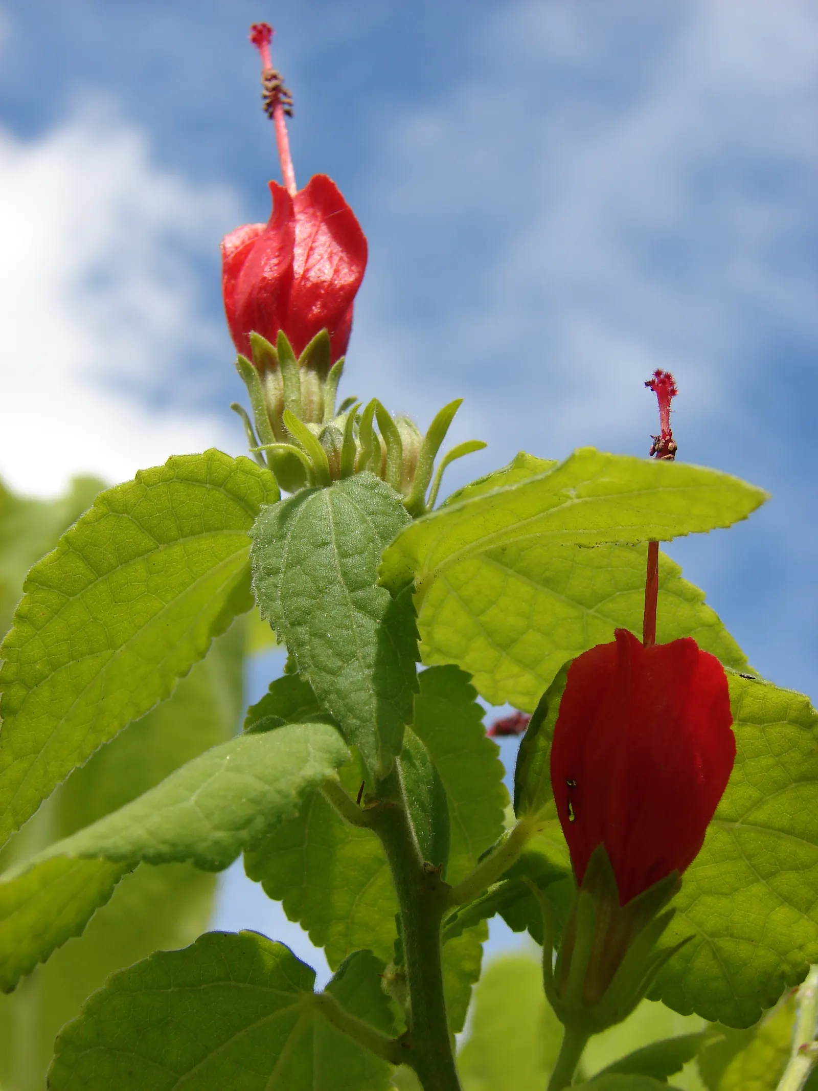 Giant Turk's Cap, Wax Mallow (Malvaviscus Arboreus) — turban-like red flowers which blossom throughout the summer and into the fall; the Giant, image 76