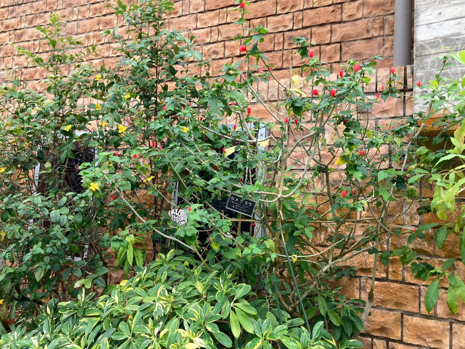 Giant Turk's Cap, Wax Mallow (Malvaviscus Arboreus) — Hardiness is typically from USDA zones 7 through 11.<br><br>When informing clients about the Giant Turk's