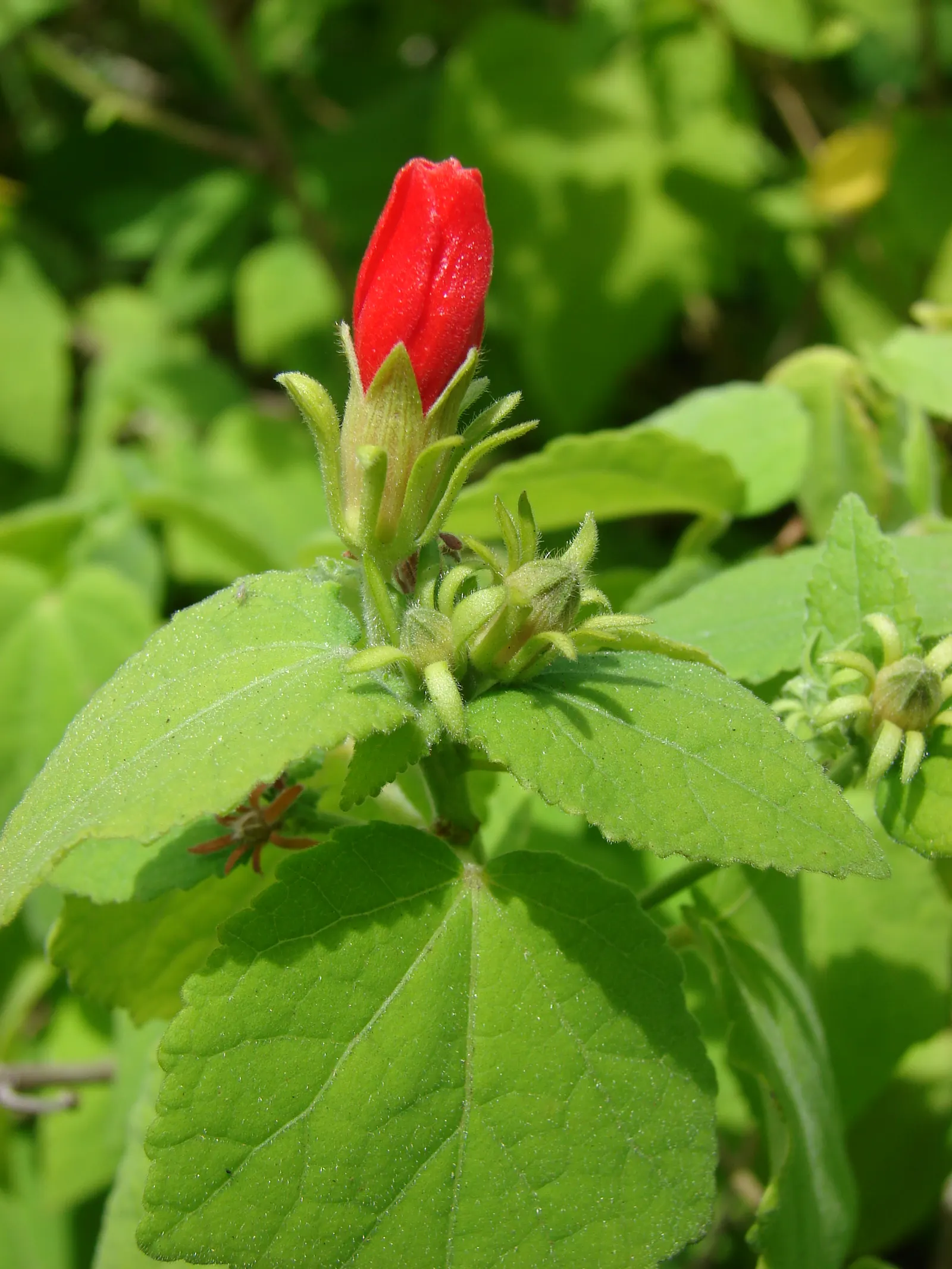 Giant Turk's Cap, Wax Mallow (Malvaviscus Arboreus) — is a vibrant and attractive flowering shrub native to the southeastern United States