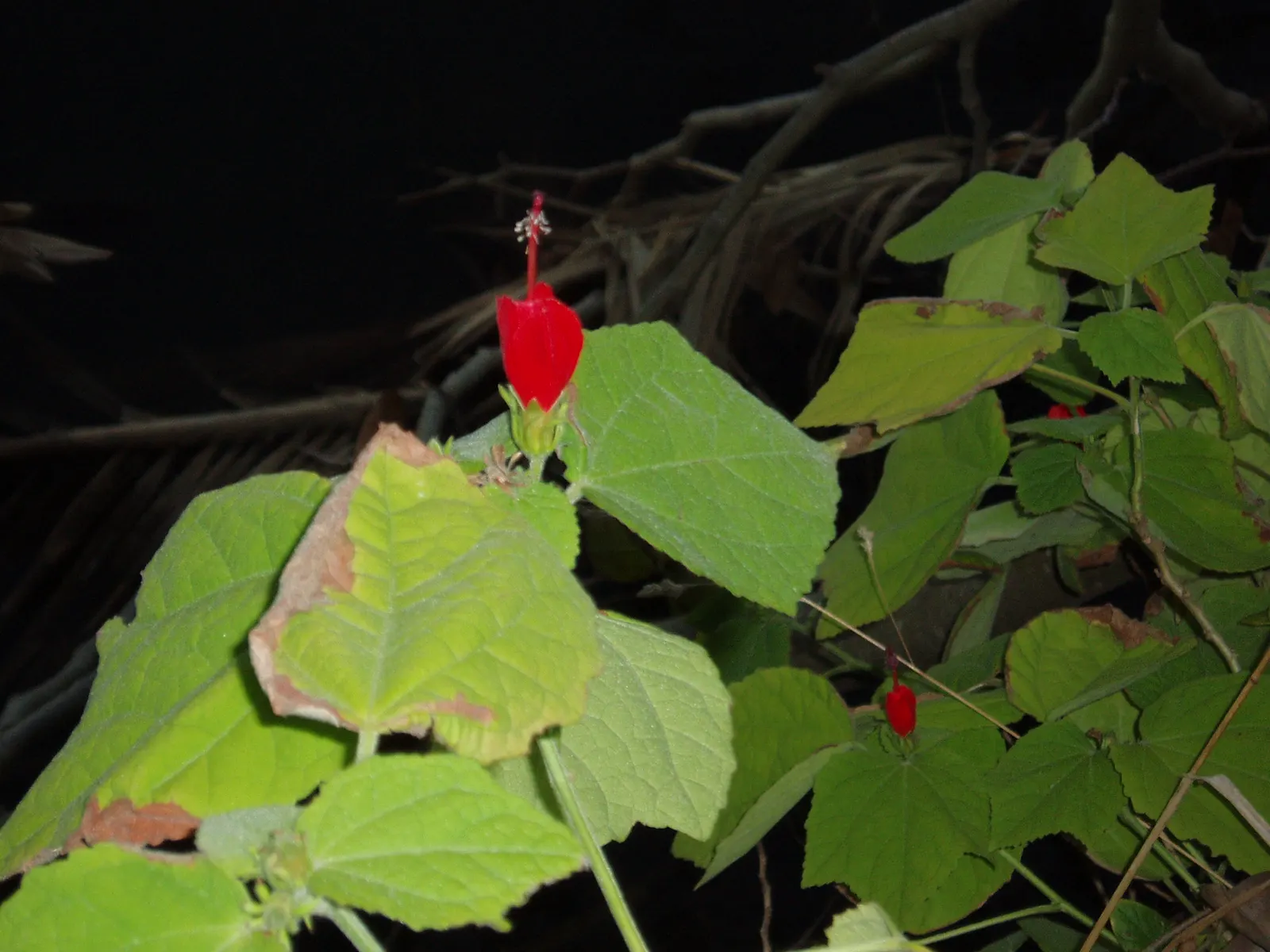 Giant Turk's Cap, Wax Mallow (Malvaviscus Arboreus) — The heart-shaped leaves add a lush backdrop