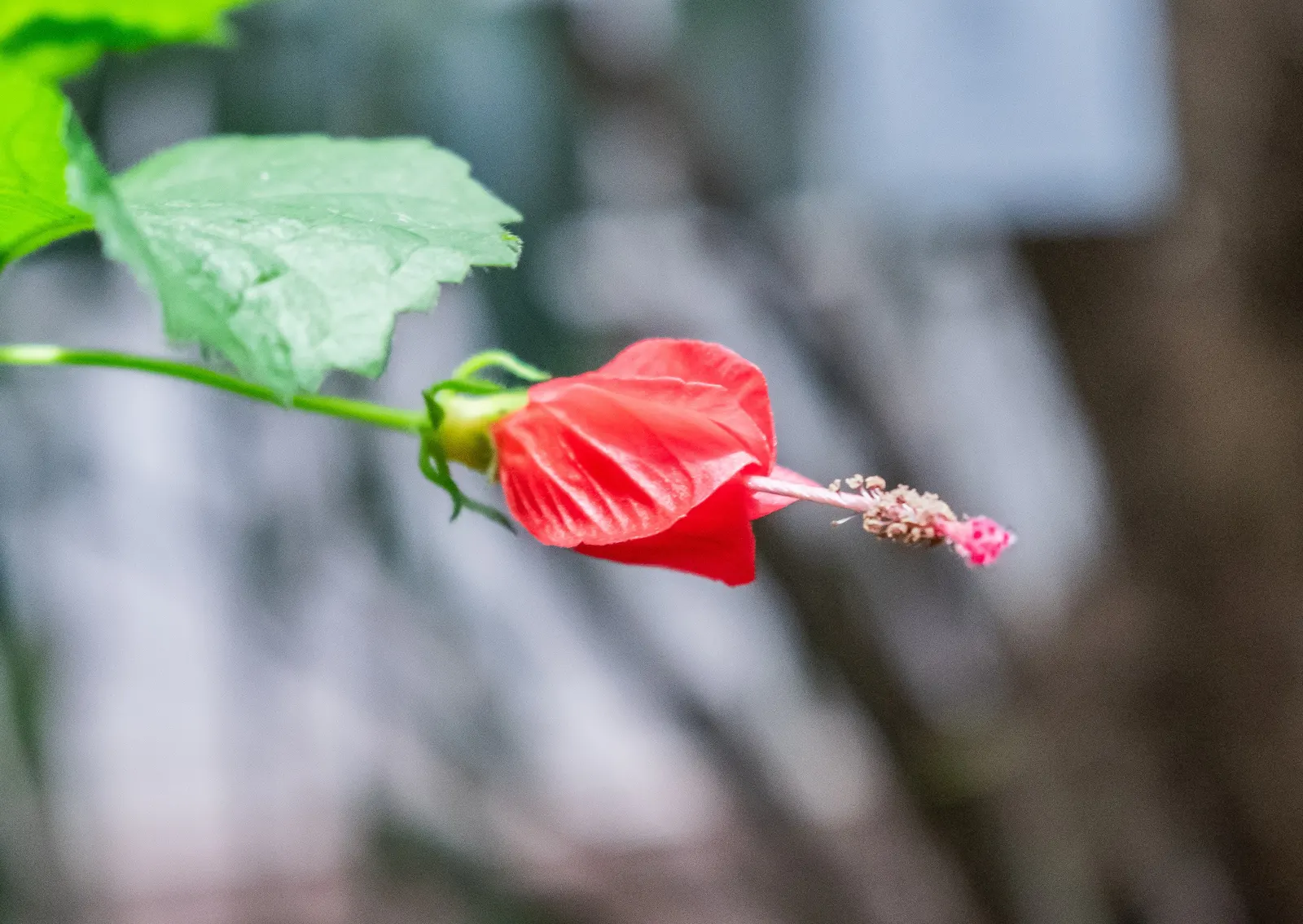 Giant Turk's Cap, Wax Mallow (Malvaviscus Arboreus) — attractive to hummingbirds and butterflies; multi-stemmed bush that can be effectively used as a