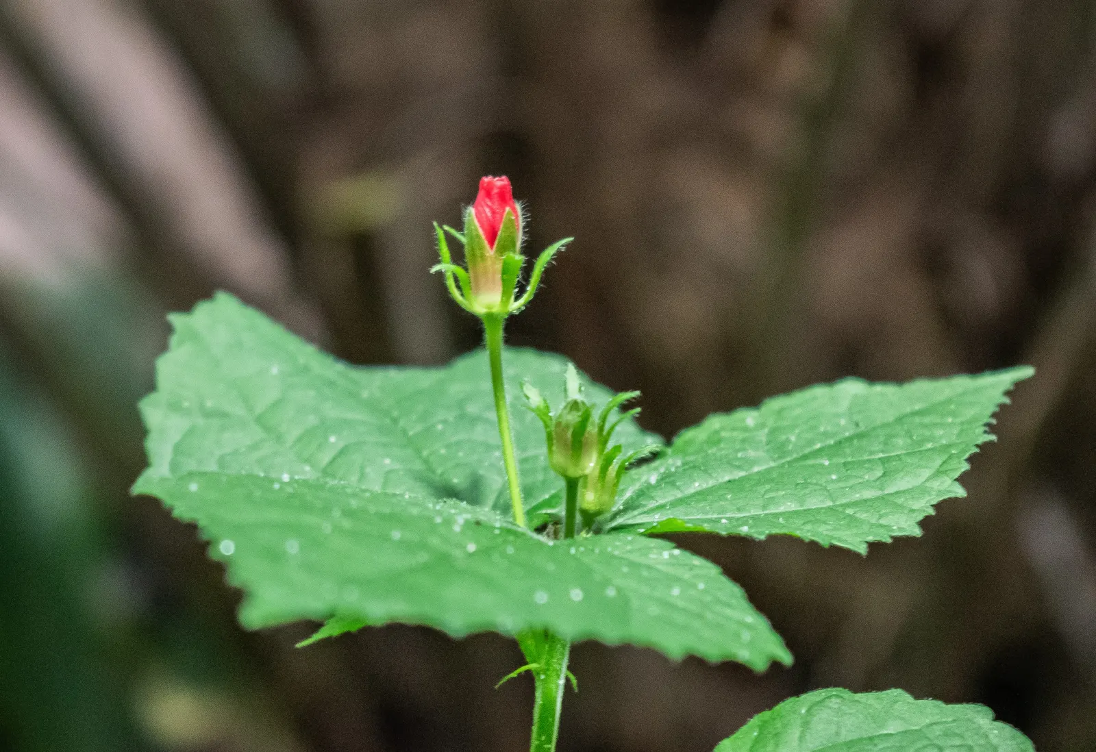 Giant Turk's Cap, Wax Mallow (Malvaviscus Arboreus) — turban-like red flowers which blossom throughout the summer and into the fall; the Giant Turk's Cap forms
