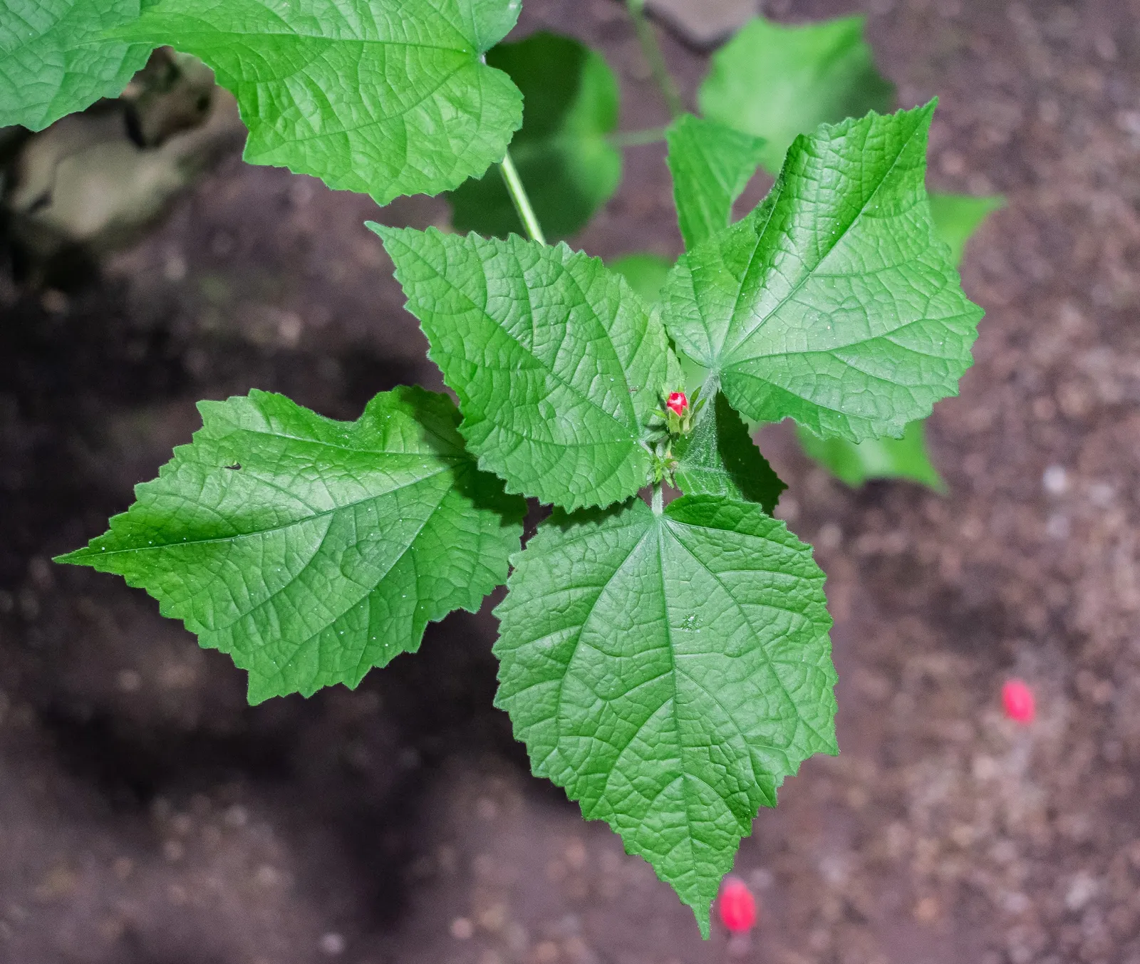 Giant Turk's Cap, Wax Mallow (Malvaviscus Arboreus) — providing a prolonged display of color to any garden; perennial / shrub with red blooms